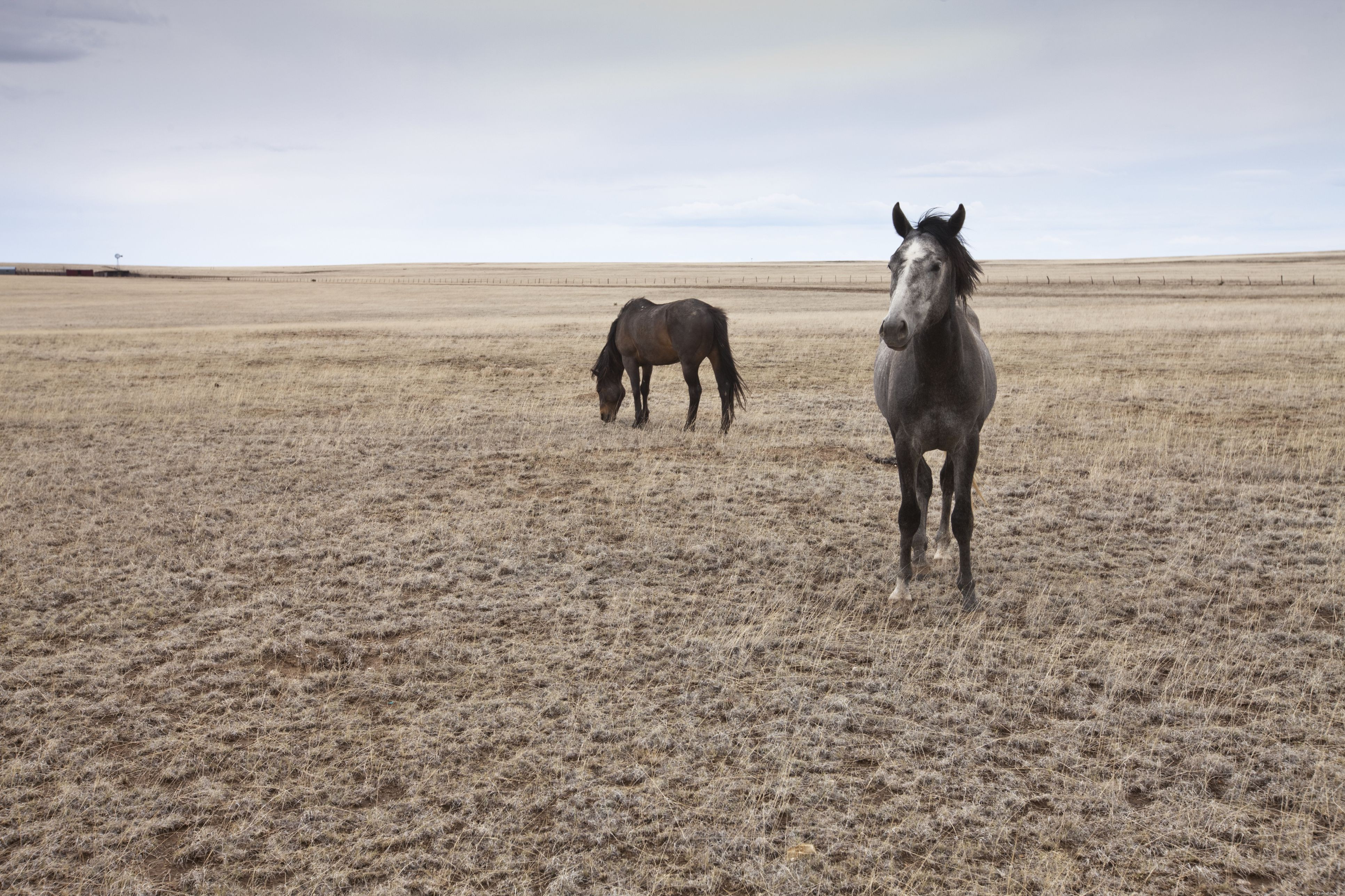 Top 10 Horse Breeds & Types: A Guide to the Most Popular Equine Favorites