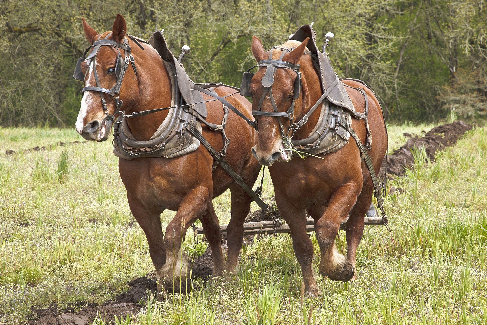 Top 10 Horse Breeds & Types: A Guide to the Most Popular Equine Favorites