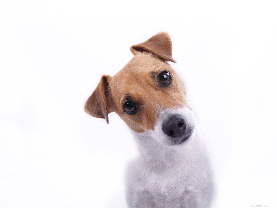 Understanding Rectal Prolapse in Dogs: Symptoms, Causes, and Treatment