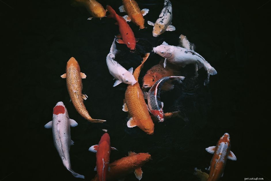 Effective Strategies for Treating and Preventing Koi Herpesvirus