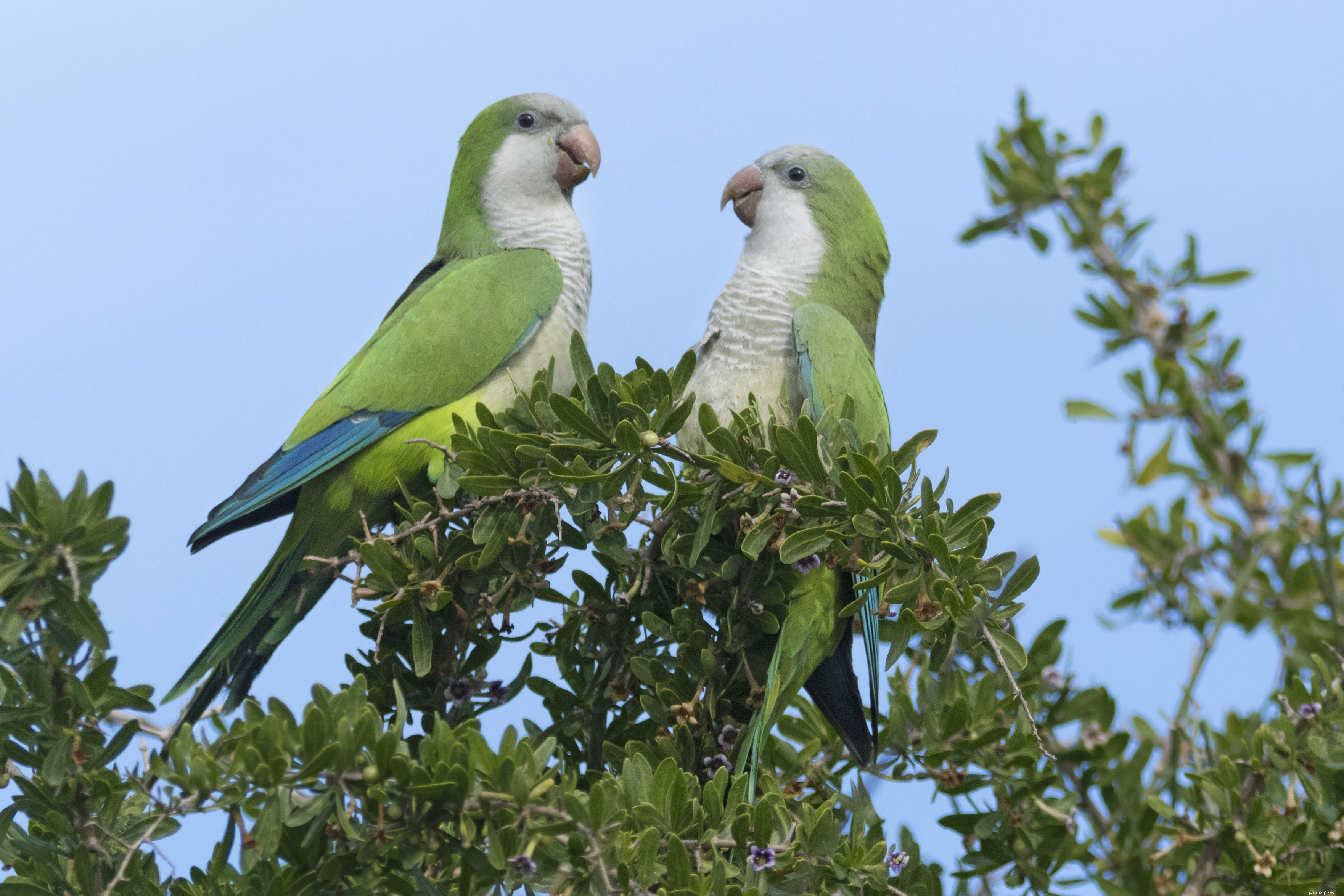5 Fascinating Facts About Quaker Parrots