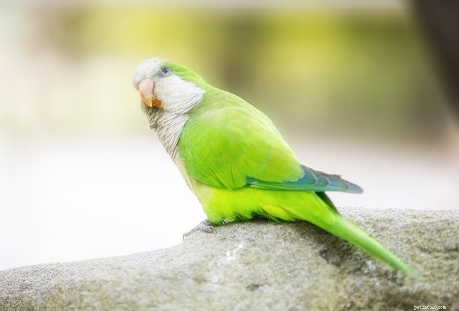 5 Fascinating Facts About Quaker Parrots