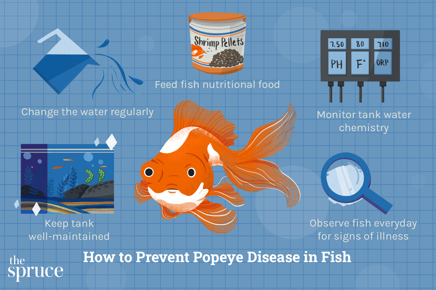 Popeye Disease in Aquarium Fish: Causes, Symptoms & Effective Treatments