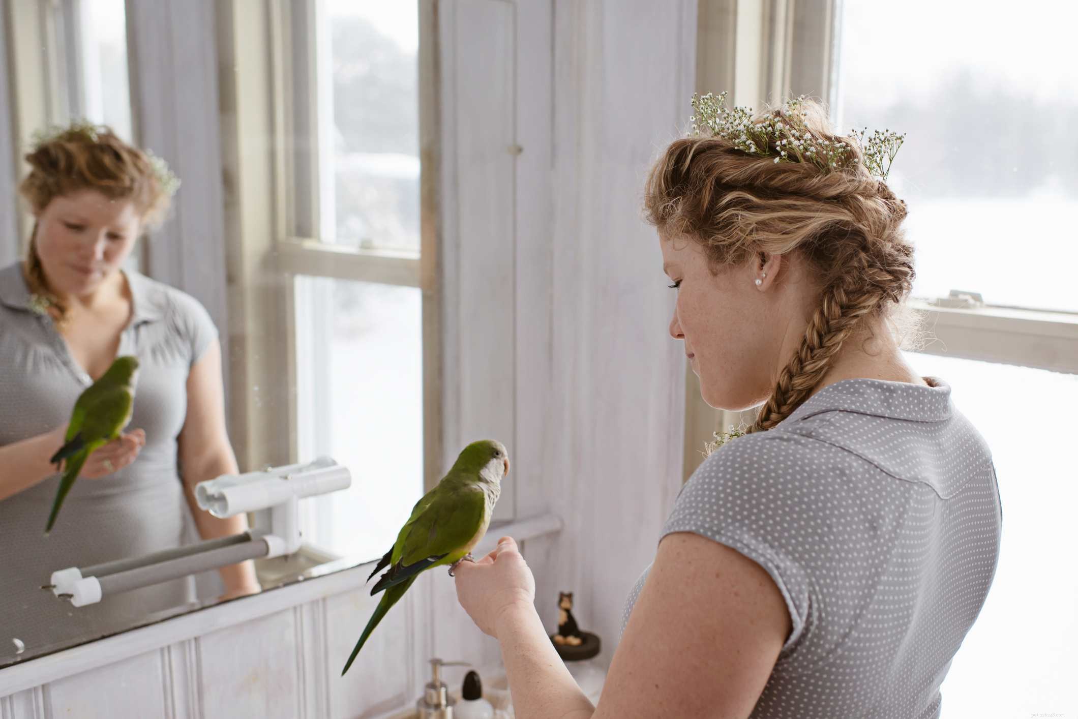 5 Fascinating Facts About Quaker Parrots