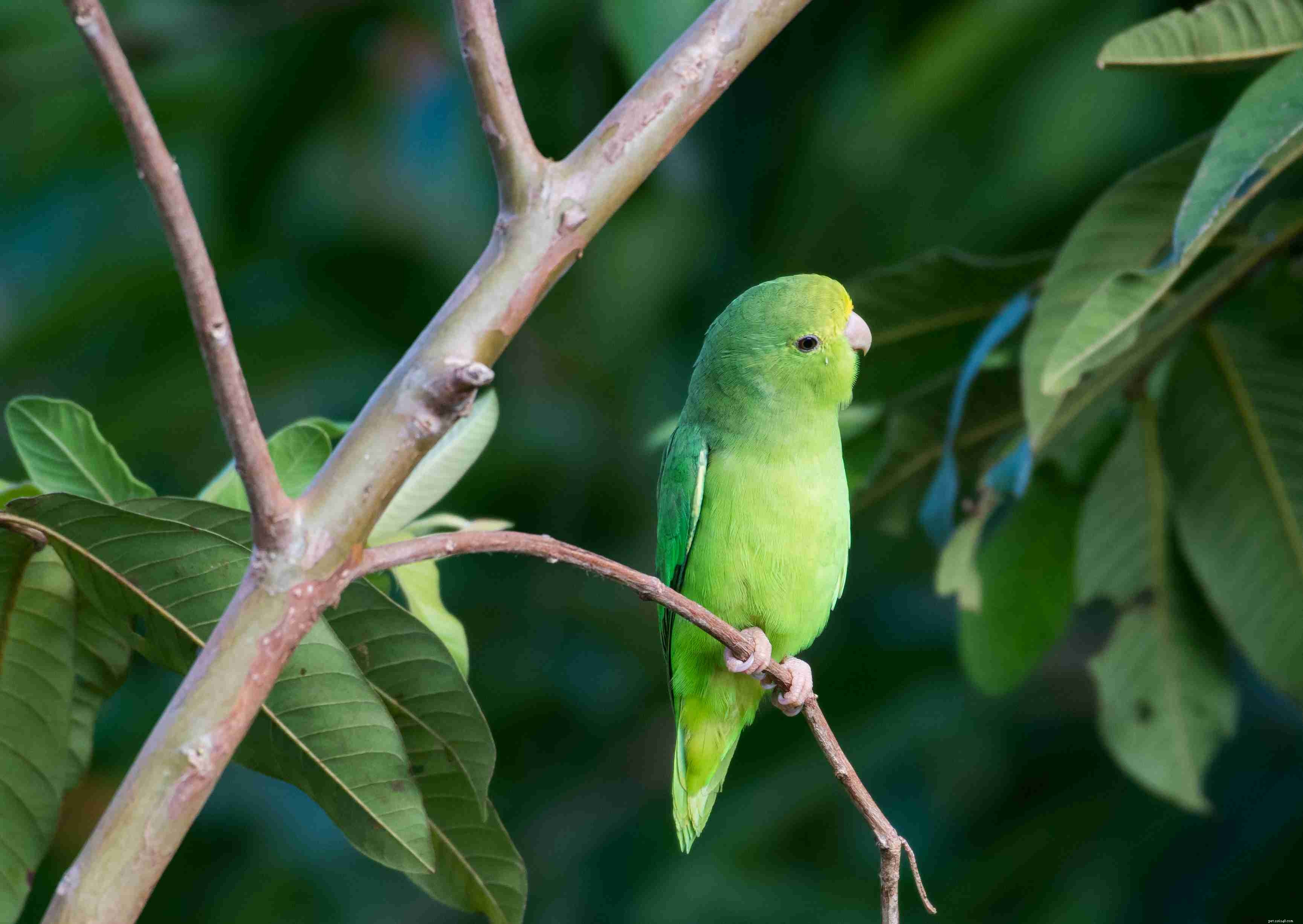 Top 8 Small Pet Birds: Easy Care, Low Noise, Big Personality