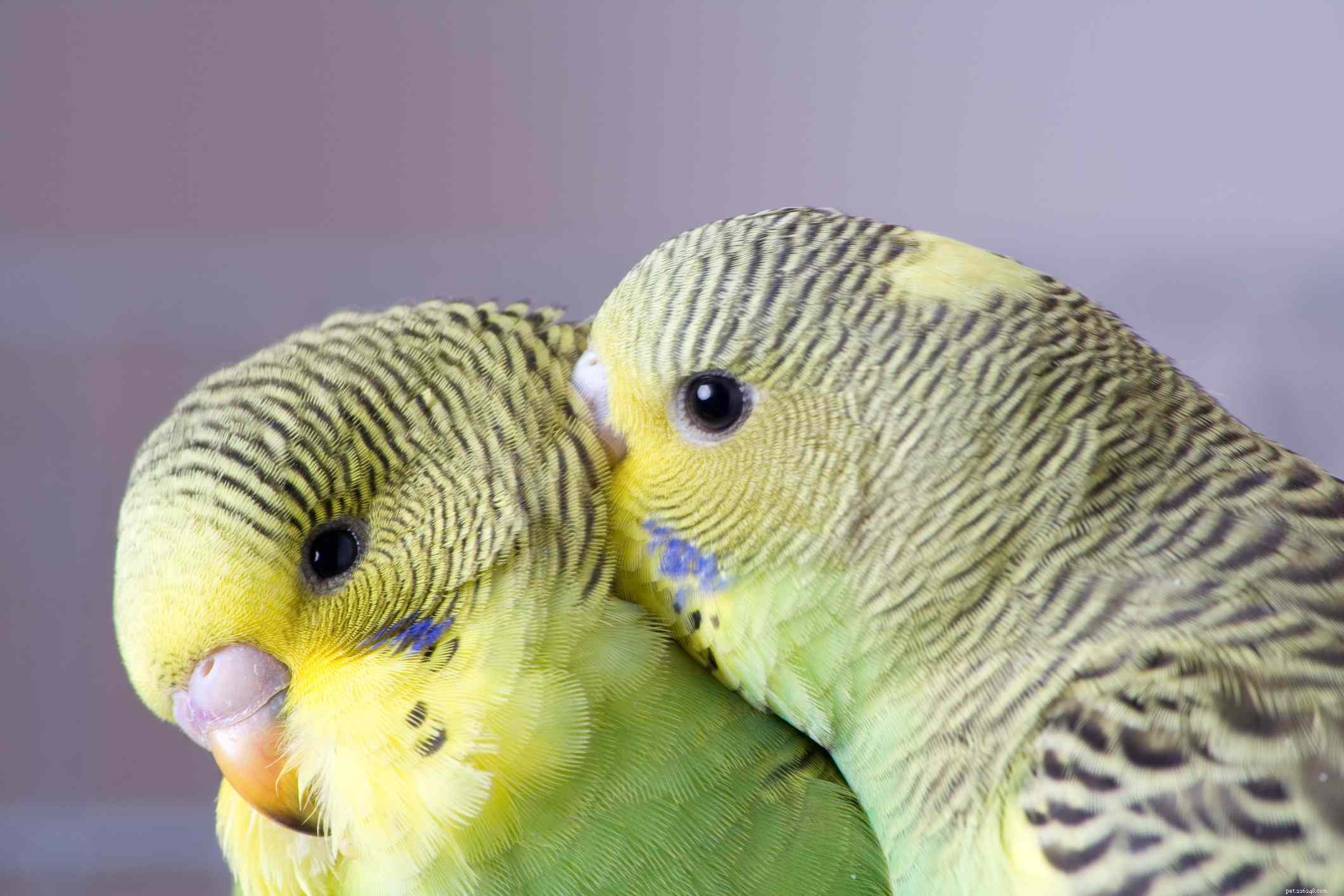 Top 8 Small Pet Birds: Easy Care, Low Noise, Big Personality