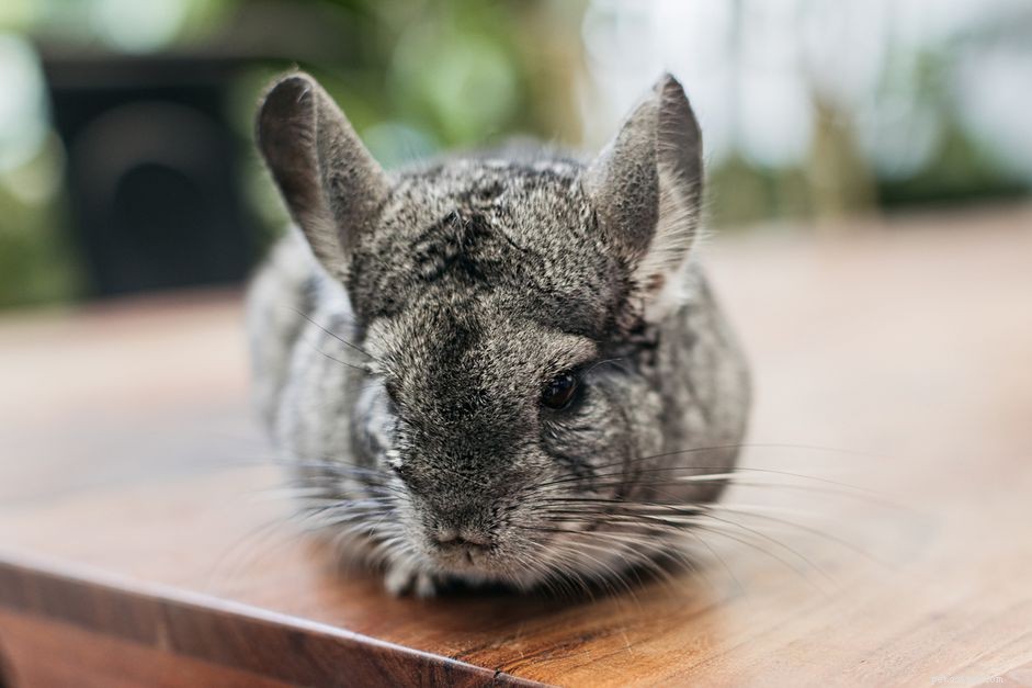 Top 12 Exotic Pets Perfect for Apartment Living