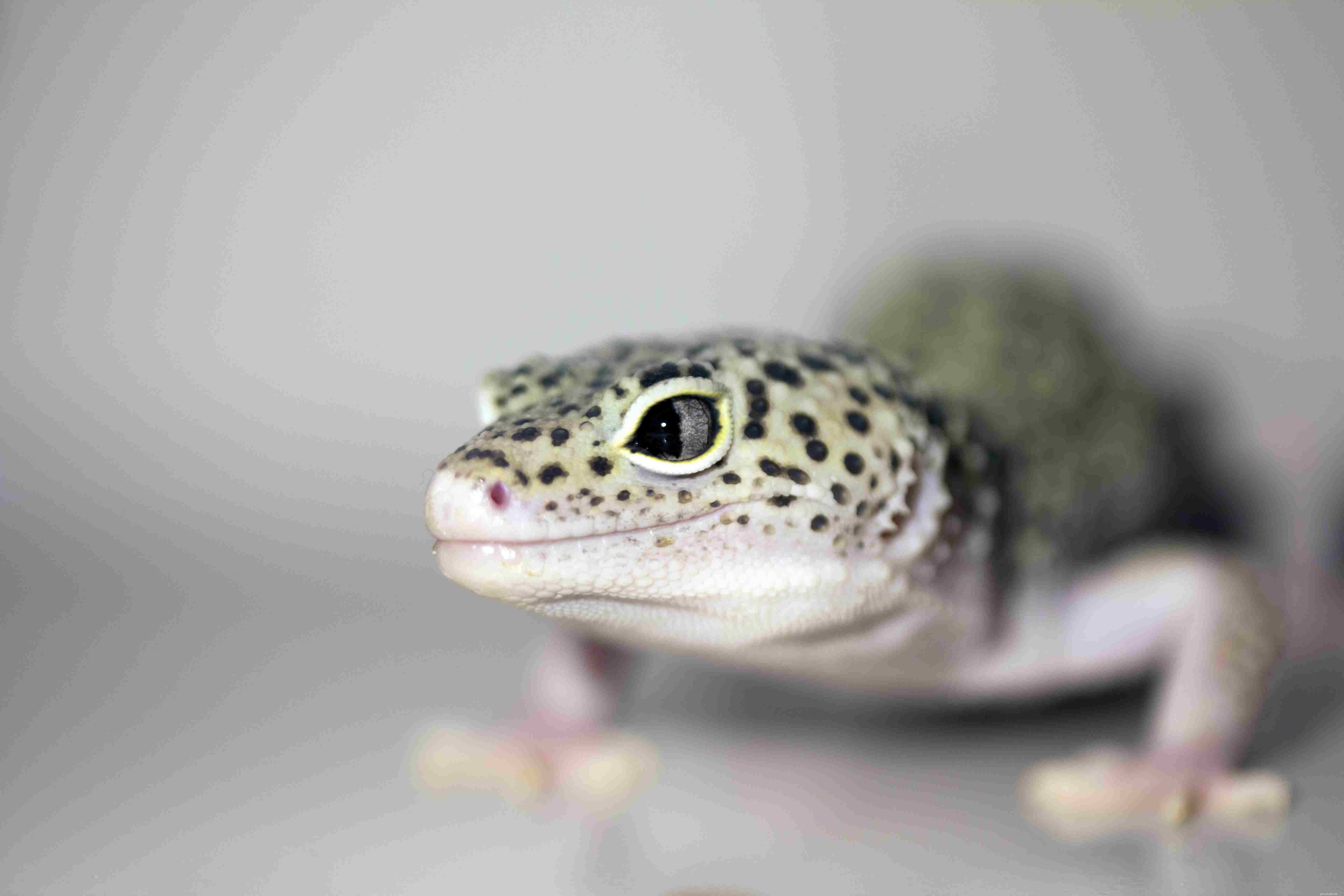 Top 12 Exotic Pets Perfect for Apartment Living