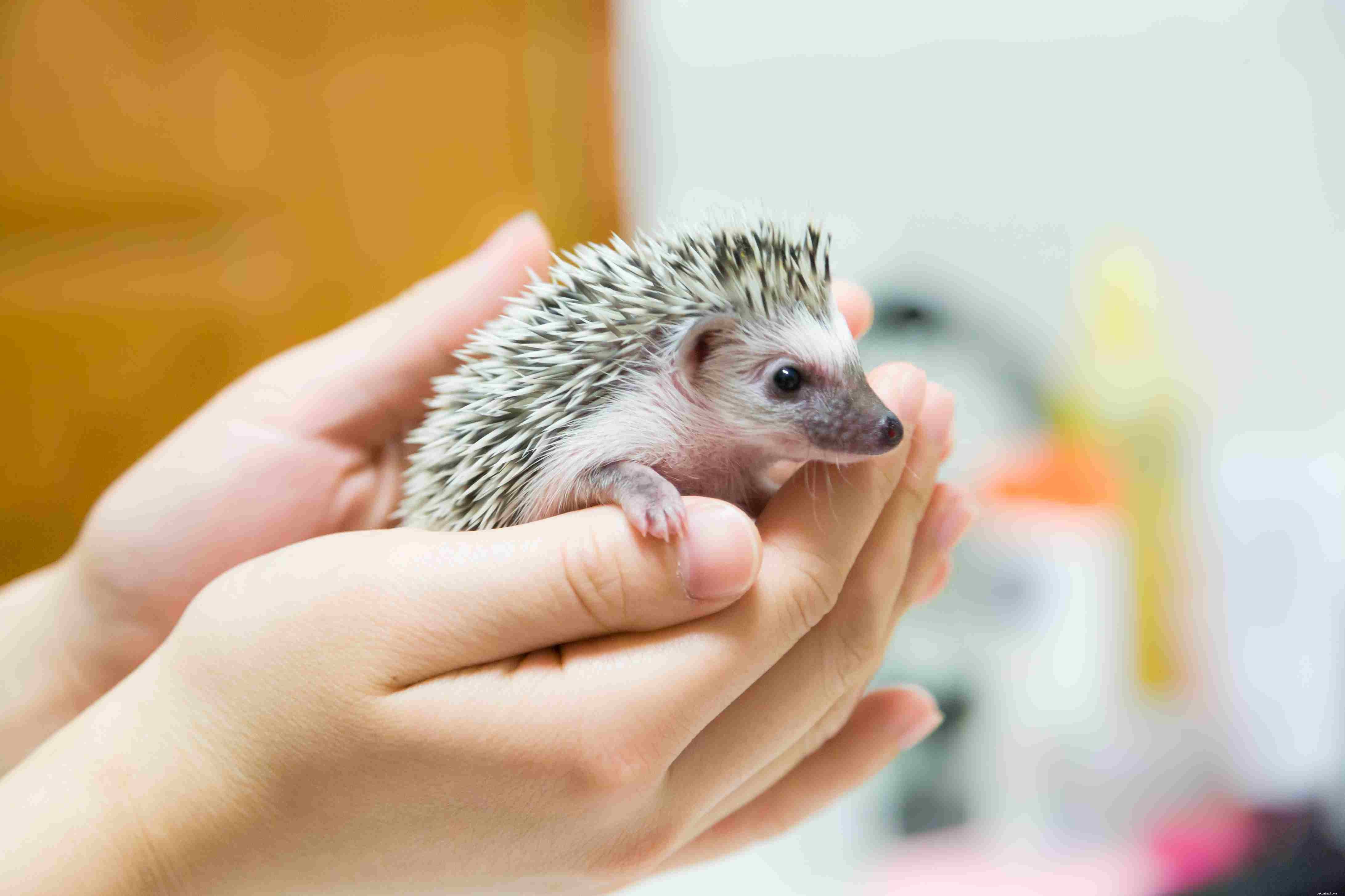Top 12 Exotic Pets Perfect for Apartment Living