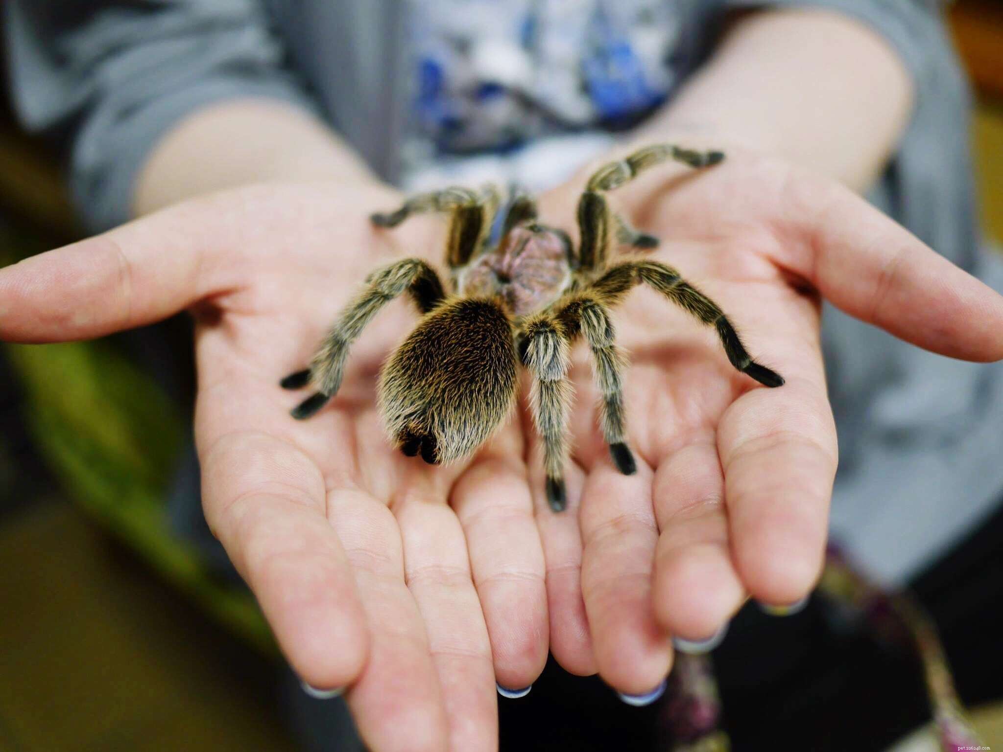 Top 12 Exotic Pets Perfect for Apartment Living
