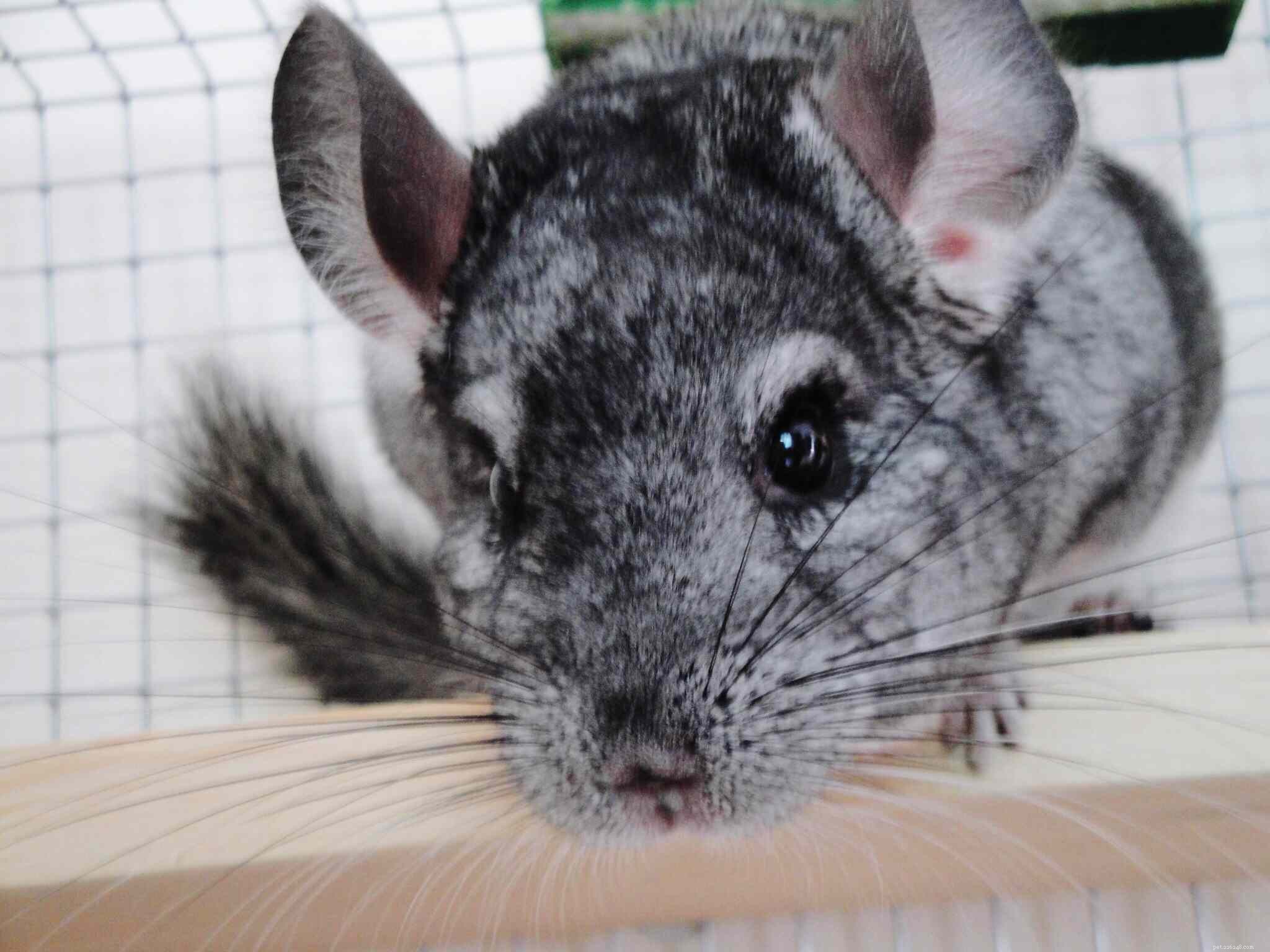 Top 12 Exotic Pets Perfect for Apartment Living