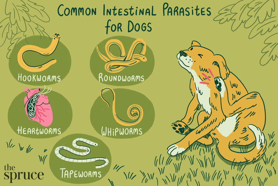 Protect Your Dog: A Comprehensive Guide to Common Worms and Intestinal Parasites