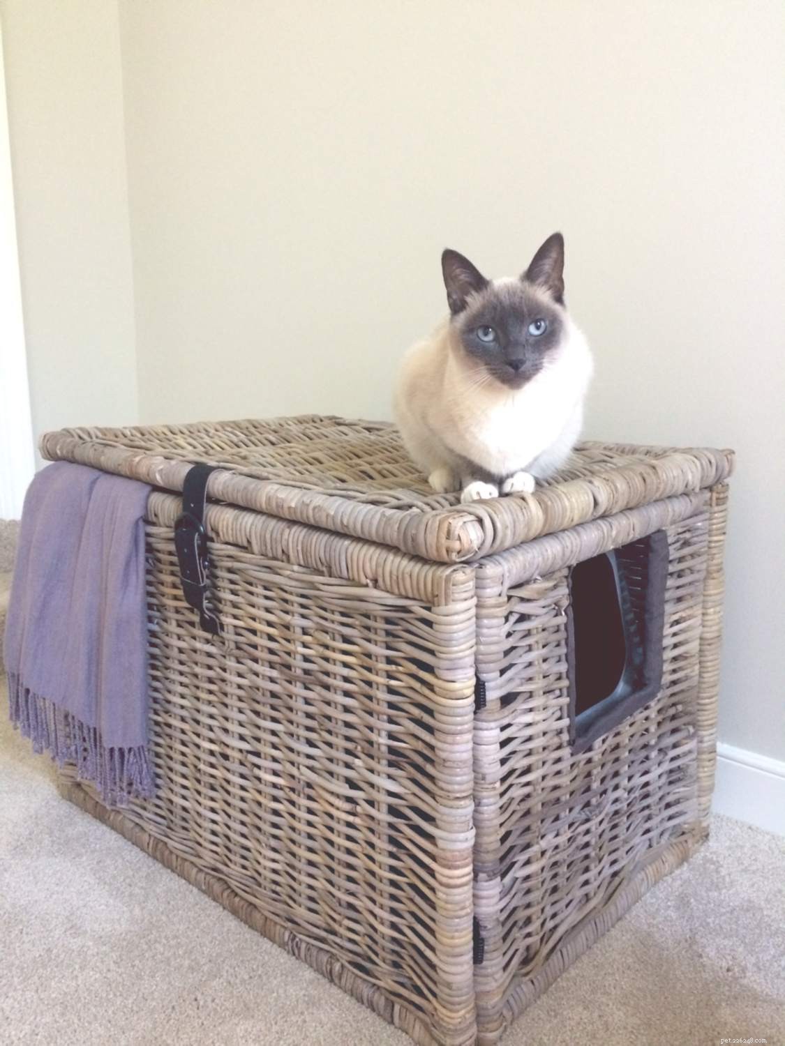 16 Smart Solutions to Conceal Your Cat’s Litter Box