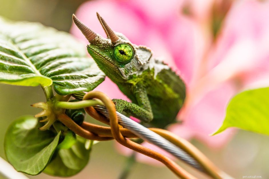 Expert Guide to Caring for Pet Chameleons: Housing, Health, and Species