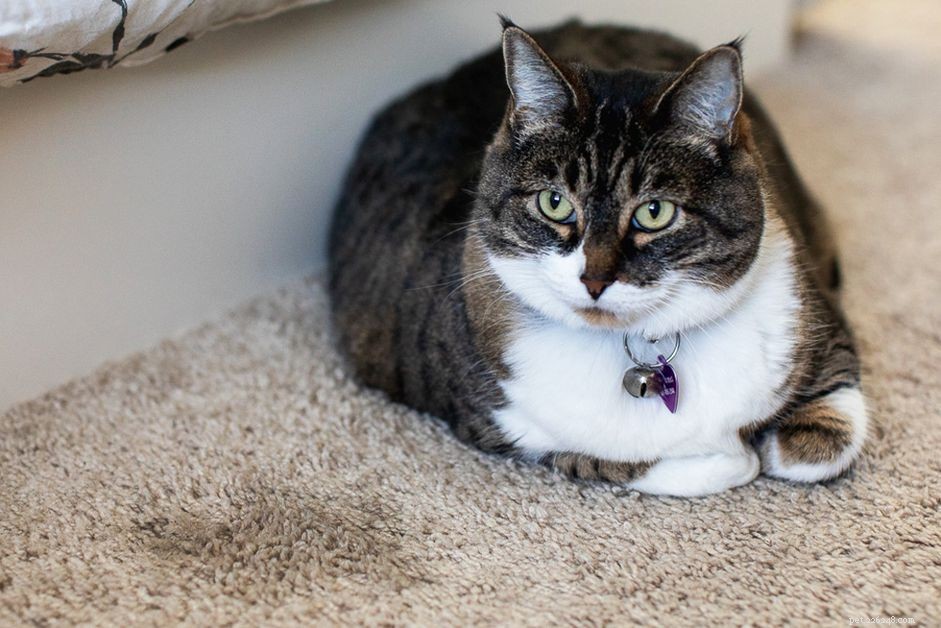 Stop Your Cat from Peeing Outside the Litter Box: Proven, Easy Solutions