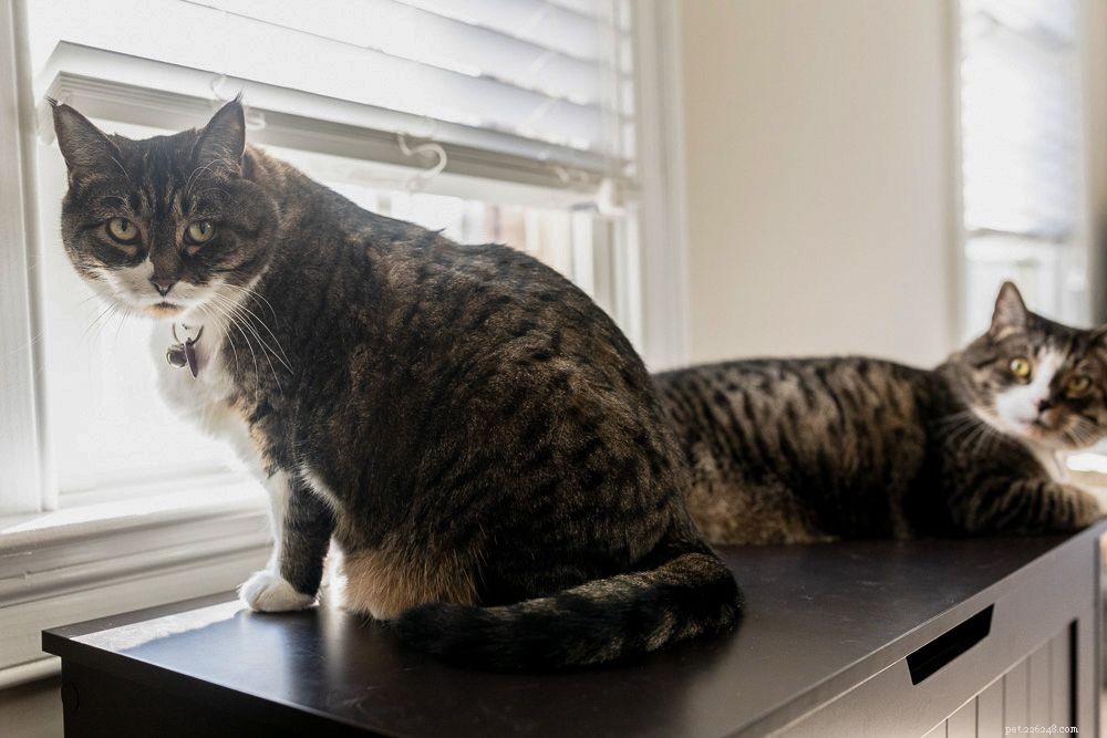 Stop Your Cat from Peeing Outside the Litter Box: Proven, Easy Solutions