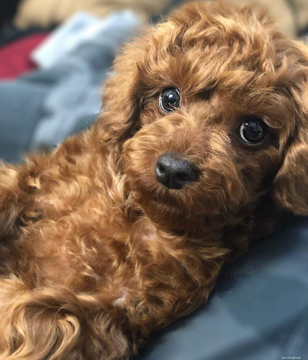 Top 10 Teacup Dog Breeds for Small‑Dog Enthusiasts