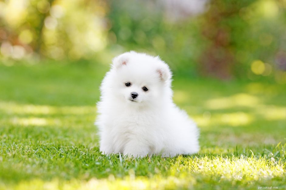 Top 10 Teacup Dog Breeds for Small‑Dog Enthusiasts