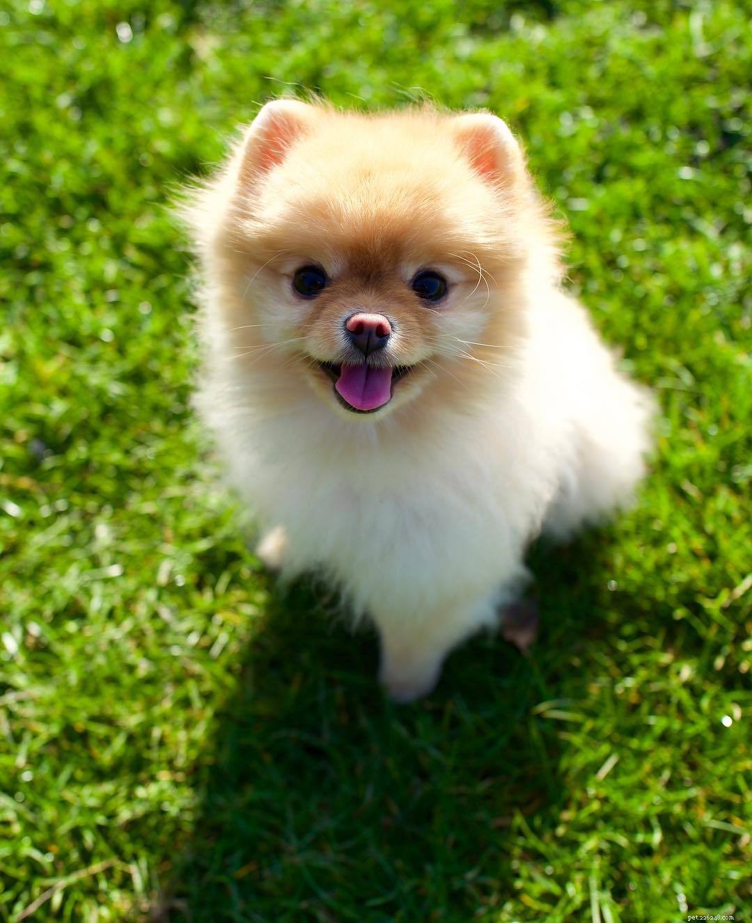Top 10 Teacup Dog Breeds for Small‑Dog Enthusiasts