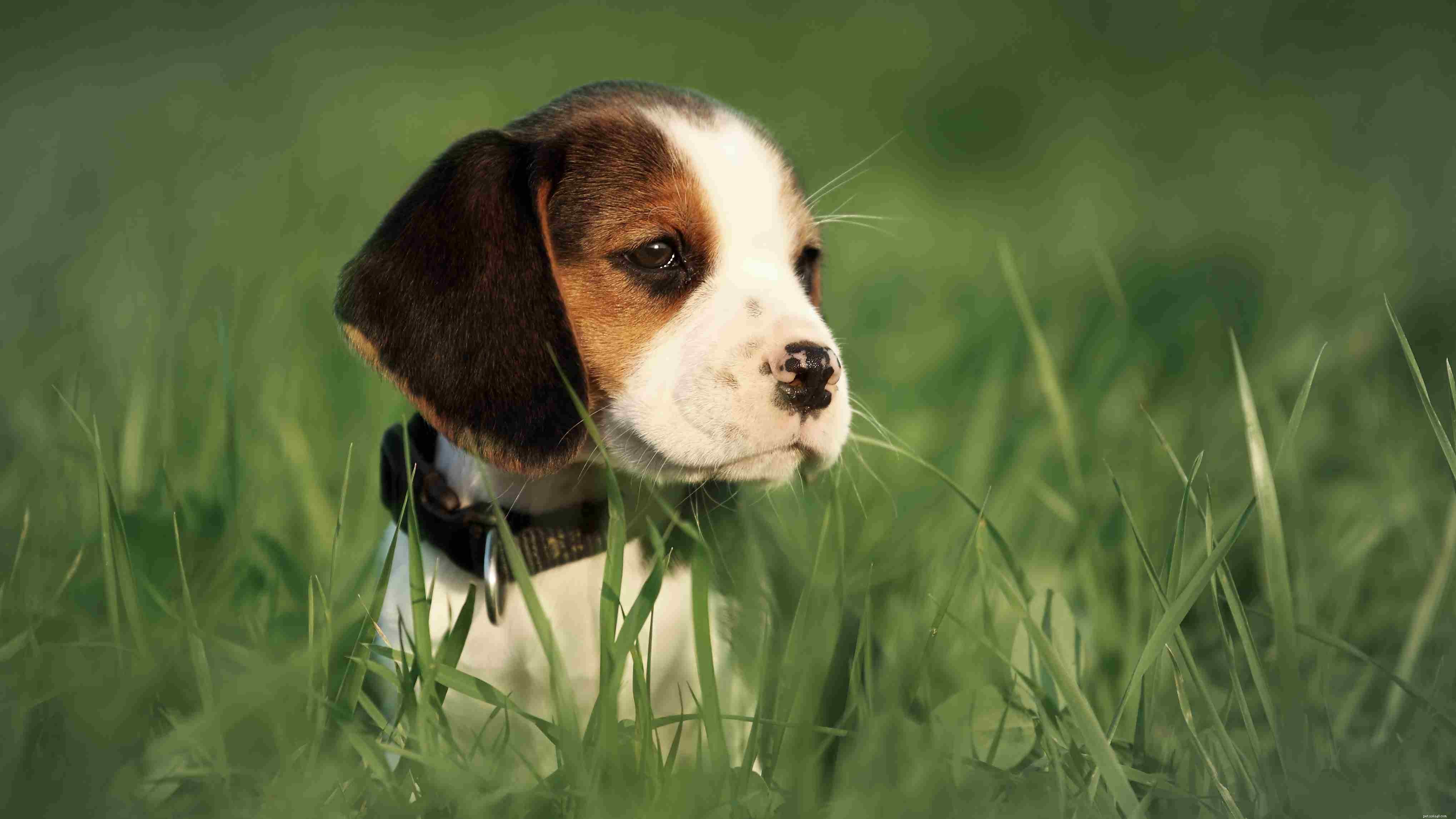 Top 10 Teacup Dog Breeds for Small‑Dog Enthusiasts