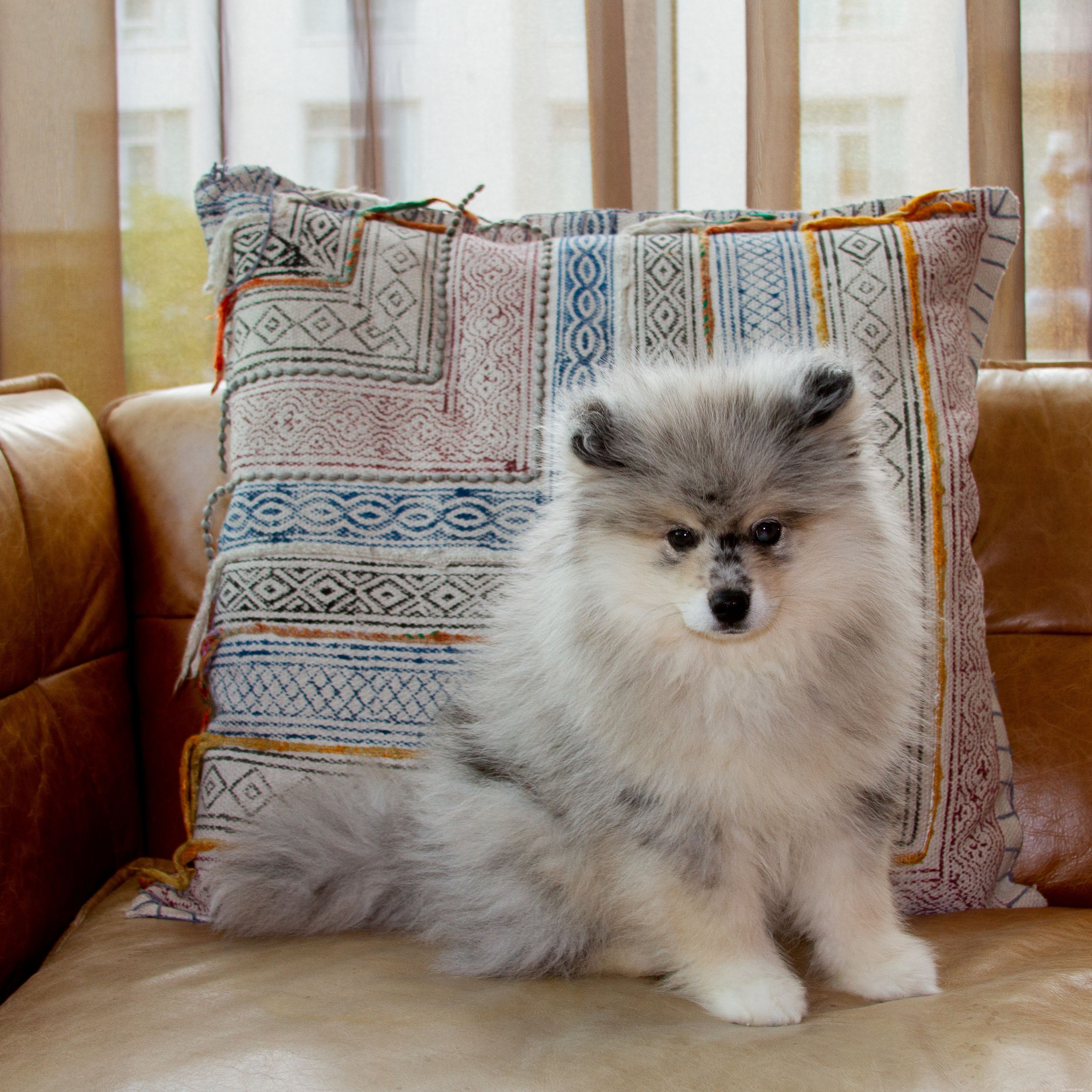 Top 10 Teacup Dog Breeds for Small‑Dog Enthusiasts