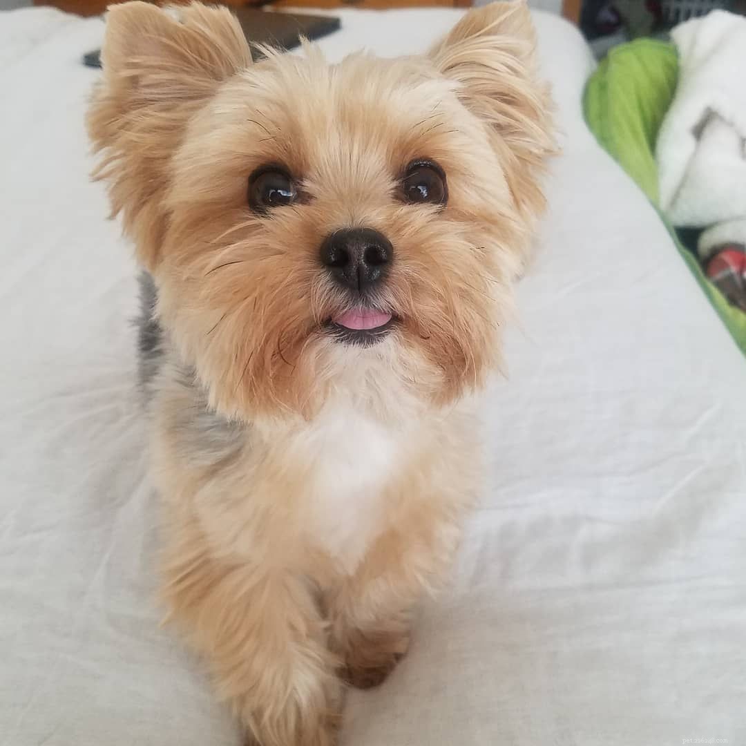 Top 10 Teacup Dog Breeds for Small‑Dog Enthusiasts