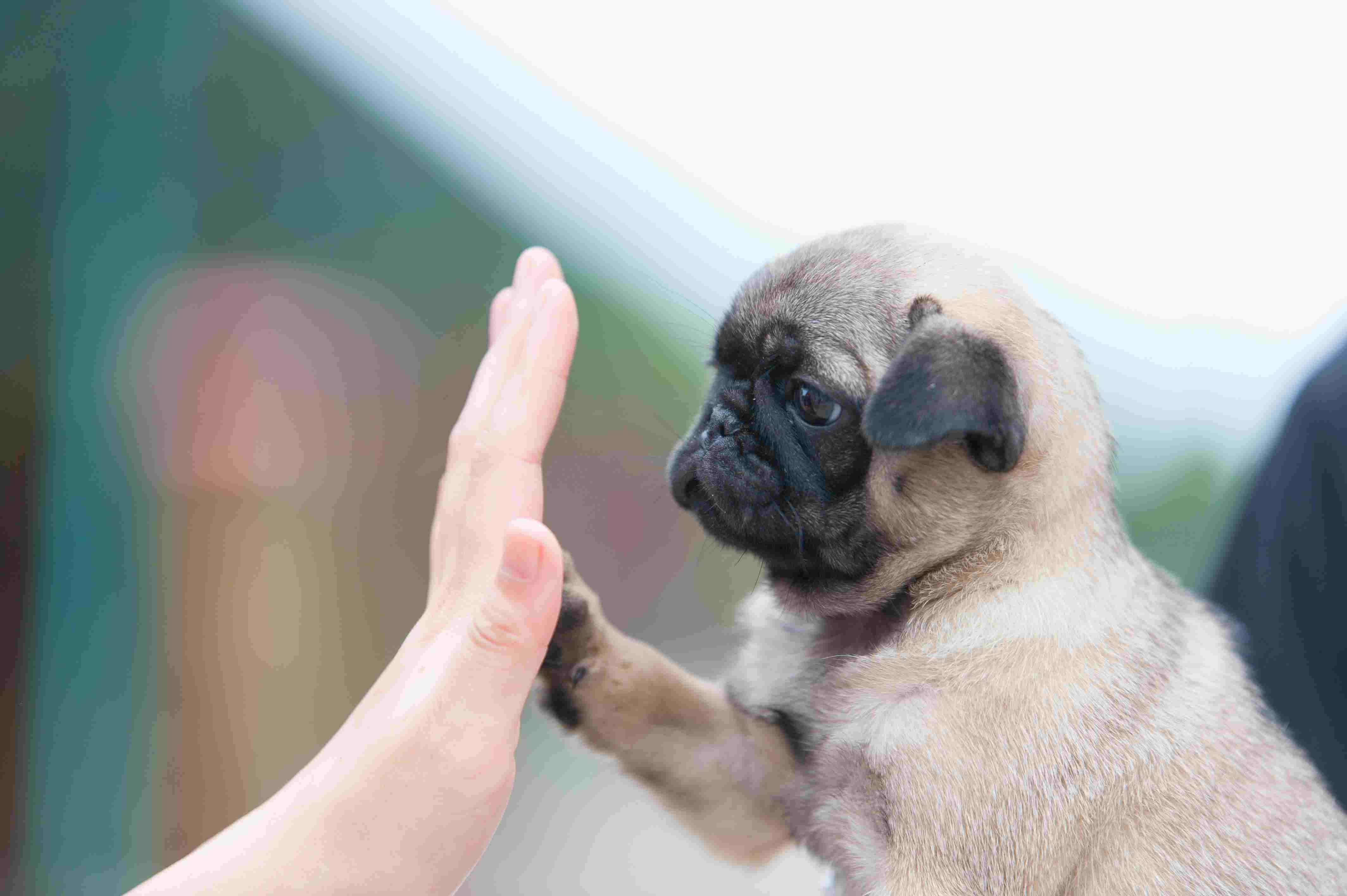 Top 10 Teacup Dog Breeds for Small‑Dog Enthusiasts
