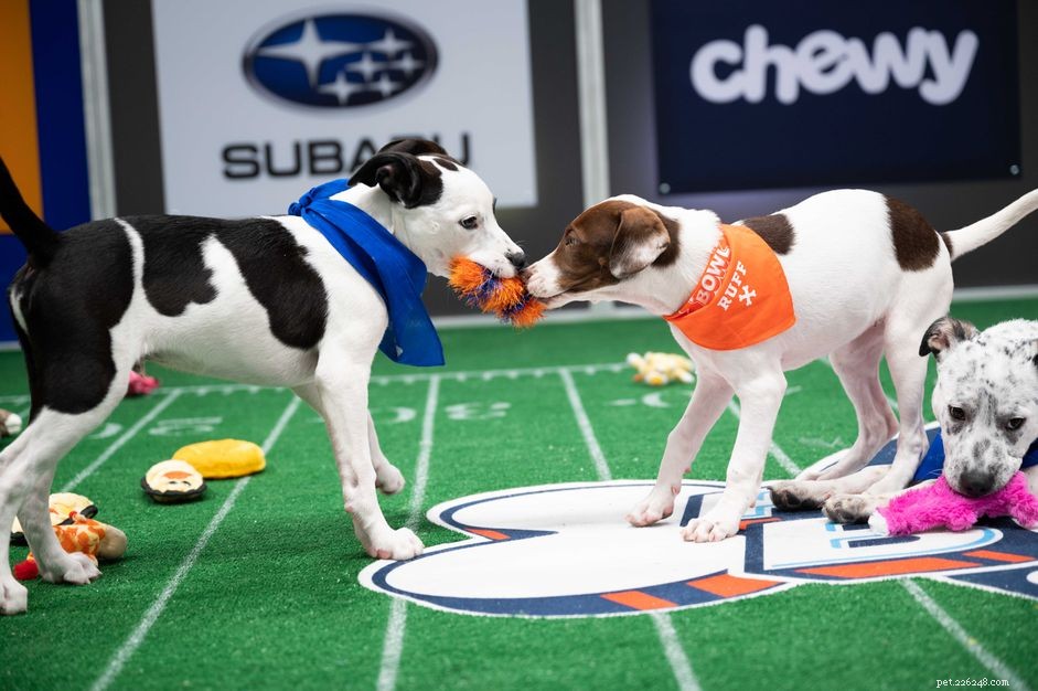 11 Key Insights From the 2022 Puppy Bowl