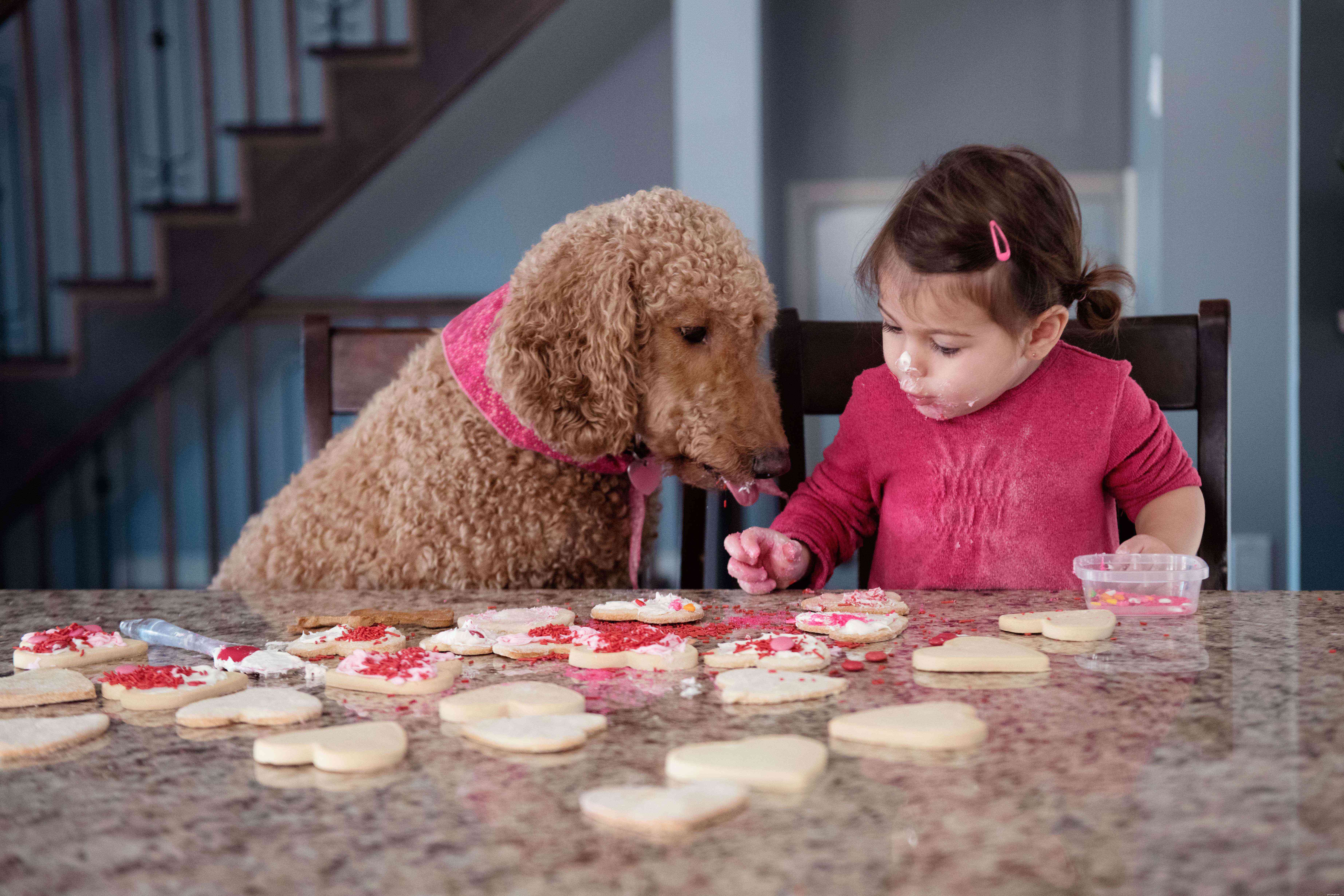 Celebrate Your Furry Valentine: 5 Heartwarming Ways to Spoil Your Pet