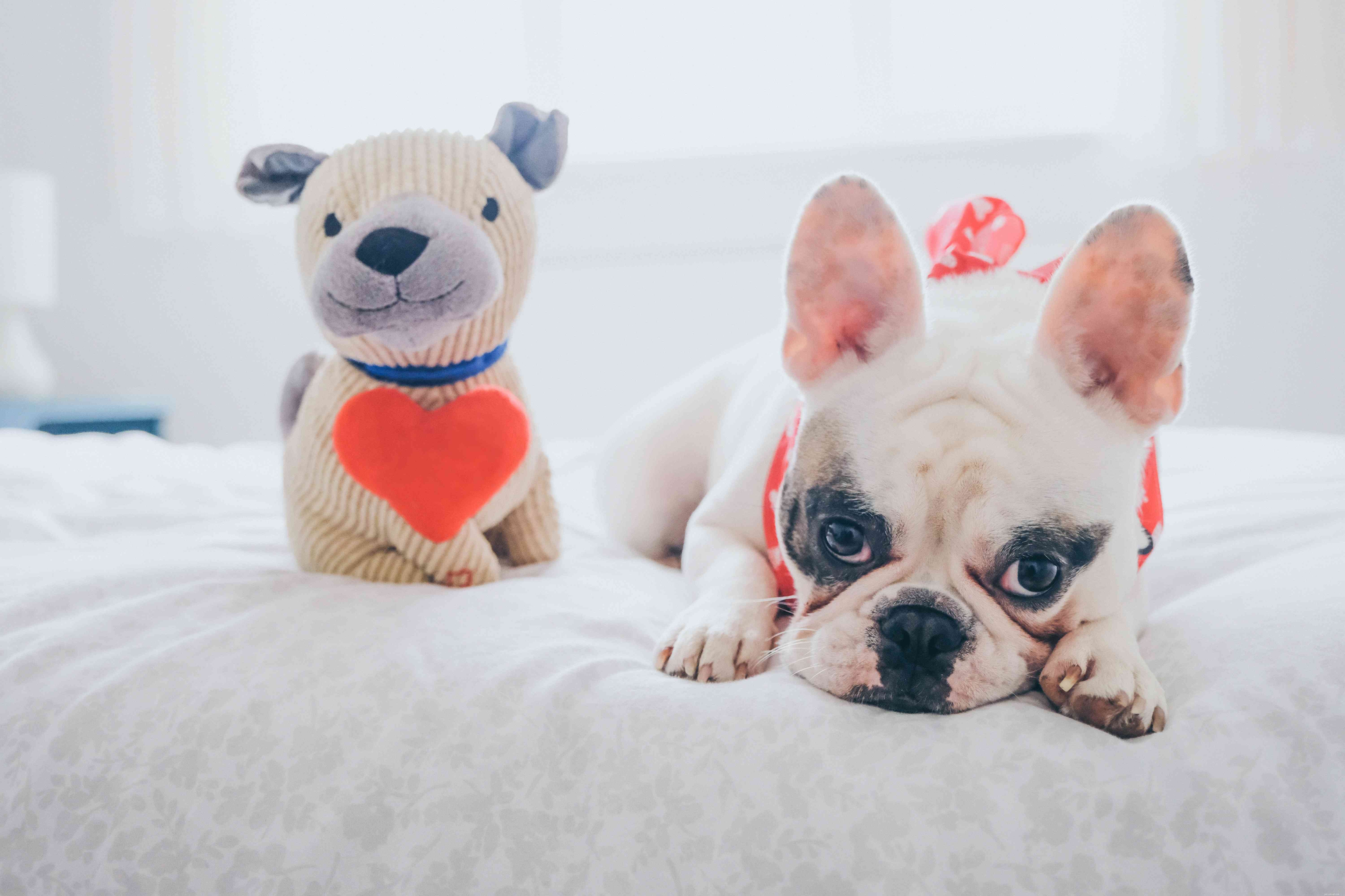 Celebrate Your Furry Valentine: 5 Heartwarming Ways to Spoil Your Pet