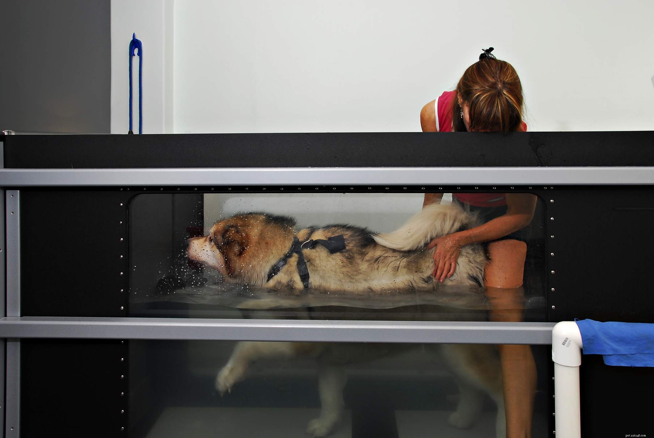 Comprehensive Arthritis Care for Dogs: Pain Relief, Mobility, and Wellness