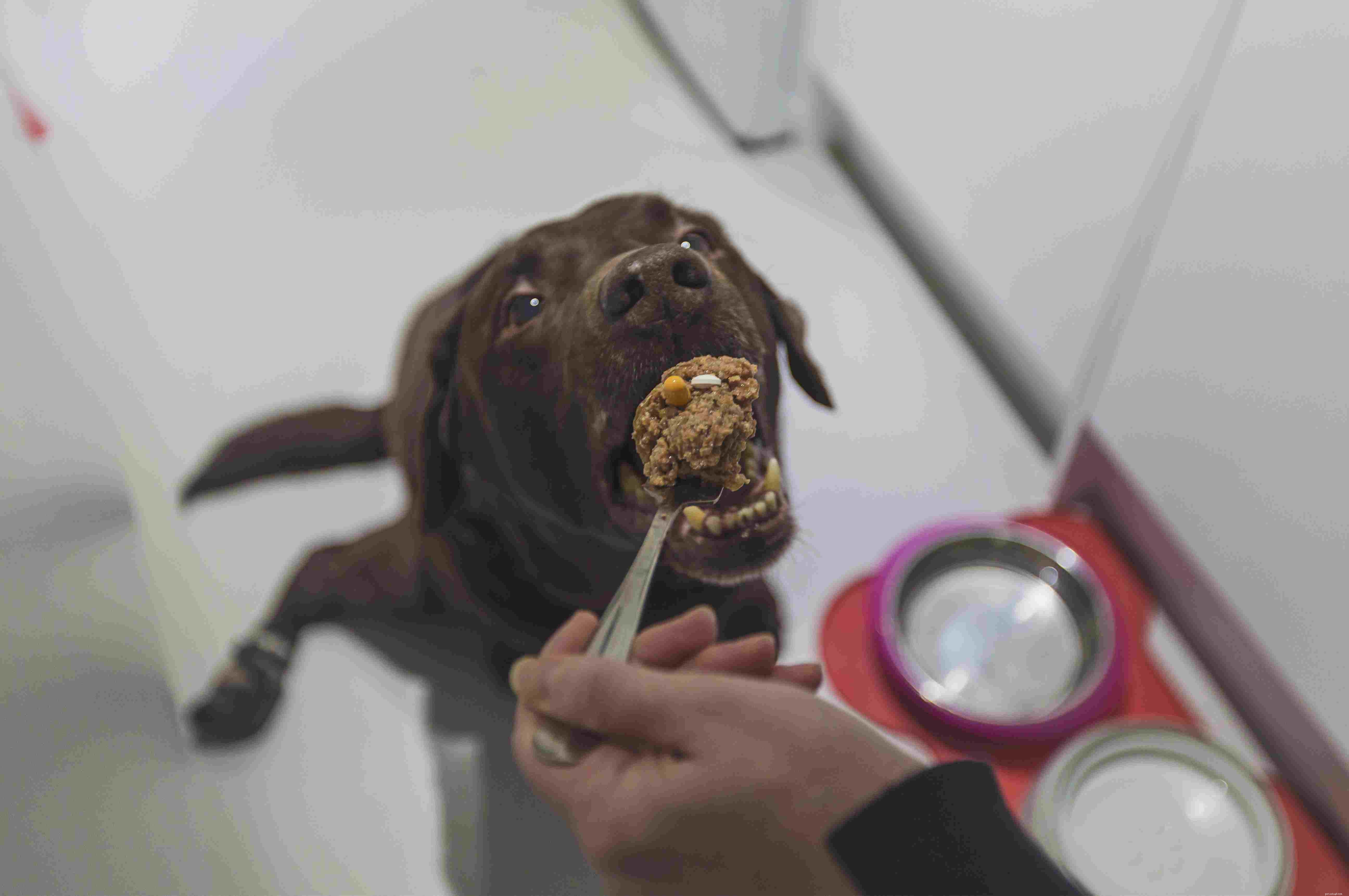 Comprehensive Arthritis Care for Dogs: Pain Relief, Mobility, and Wellness