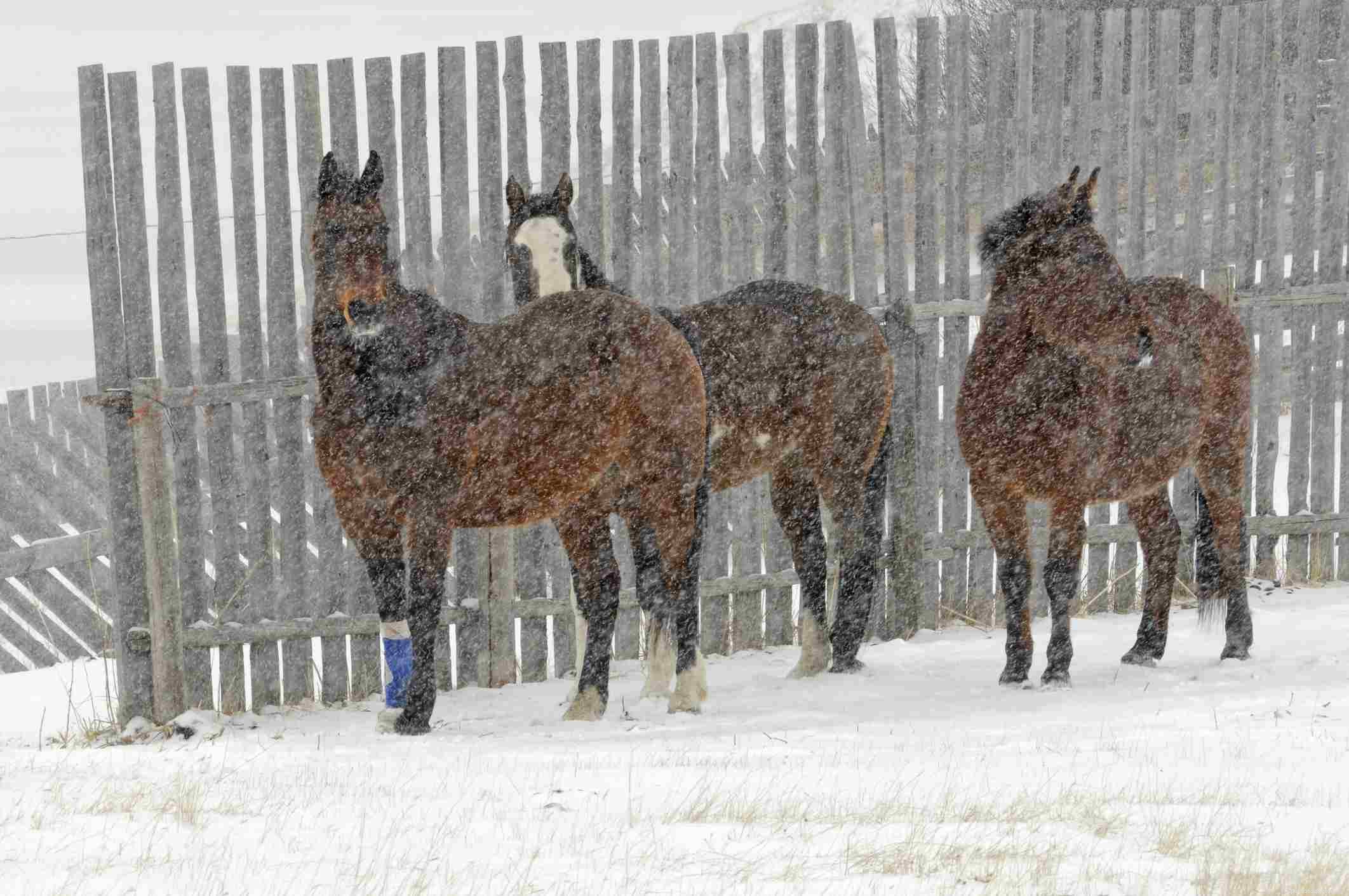 Shoes vs Barefoot: Choosing the Best Hoof Care for Your Horse