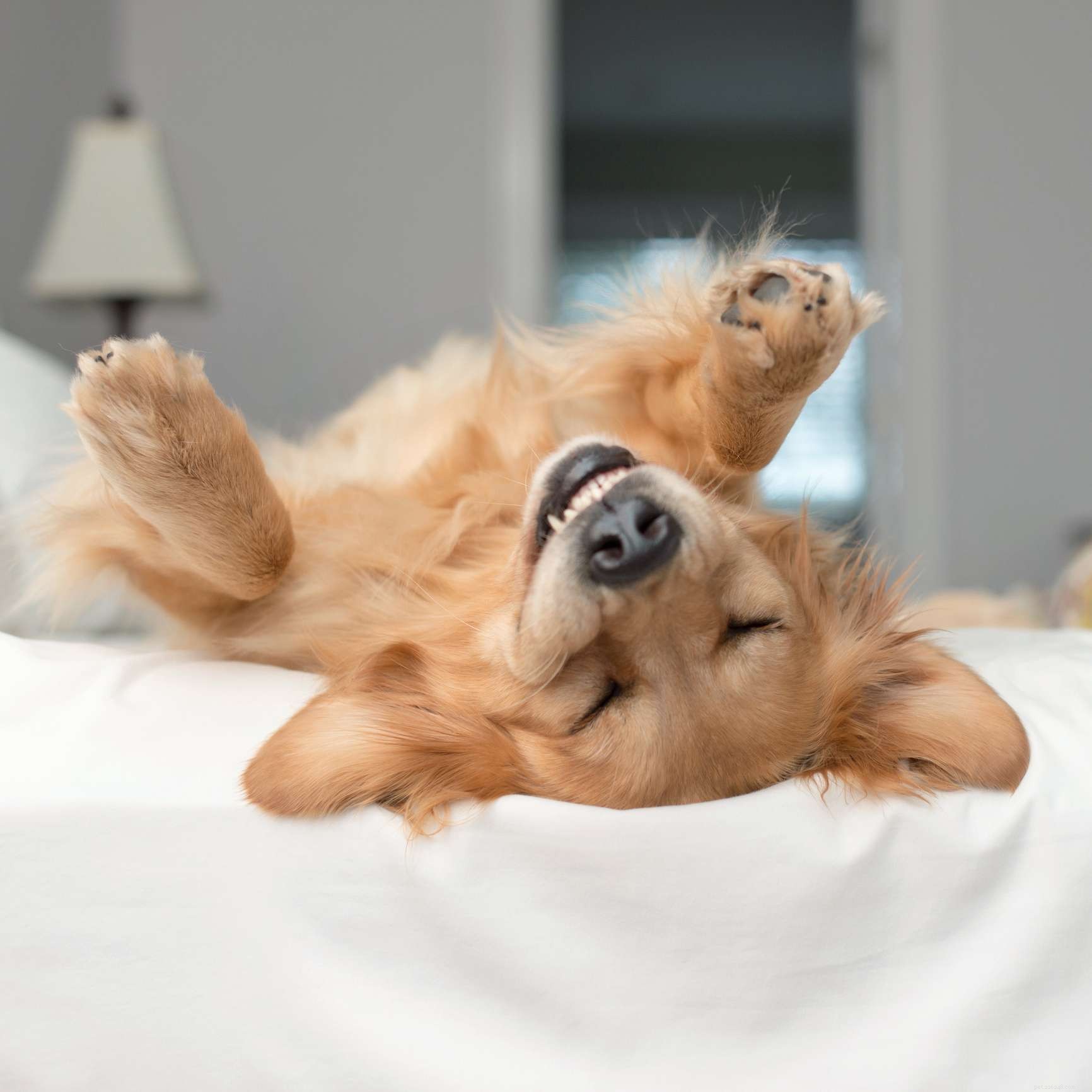 Top 15 Golden Retriever Names to Find the Perfect Fit