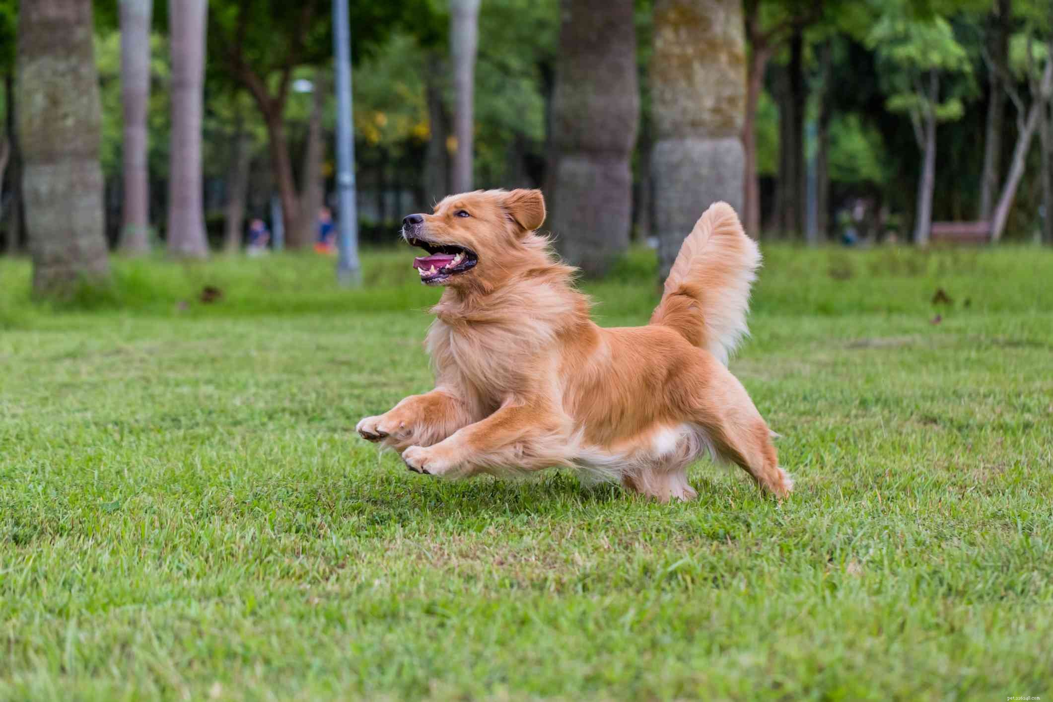 Top 15 Golden Retriever Names to Find the Perfect Fit