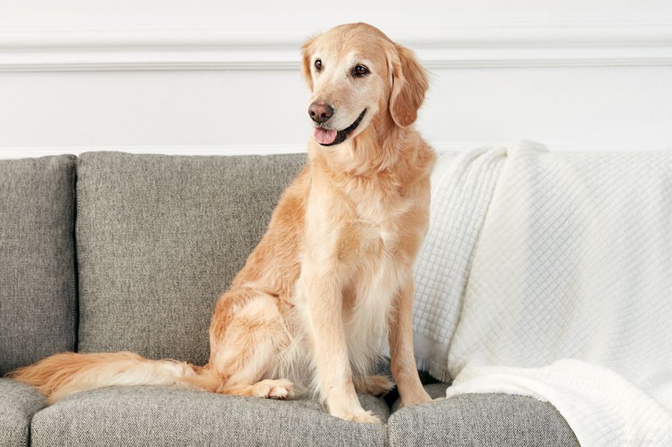 Top 15 Golden Retriever Names to Find the Perfect Fit
