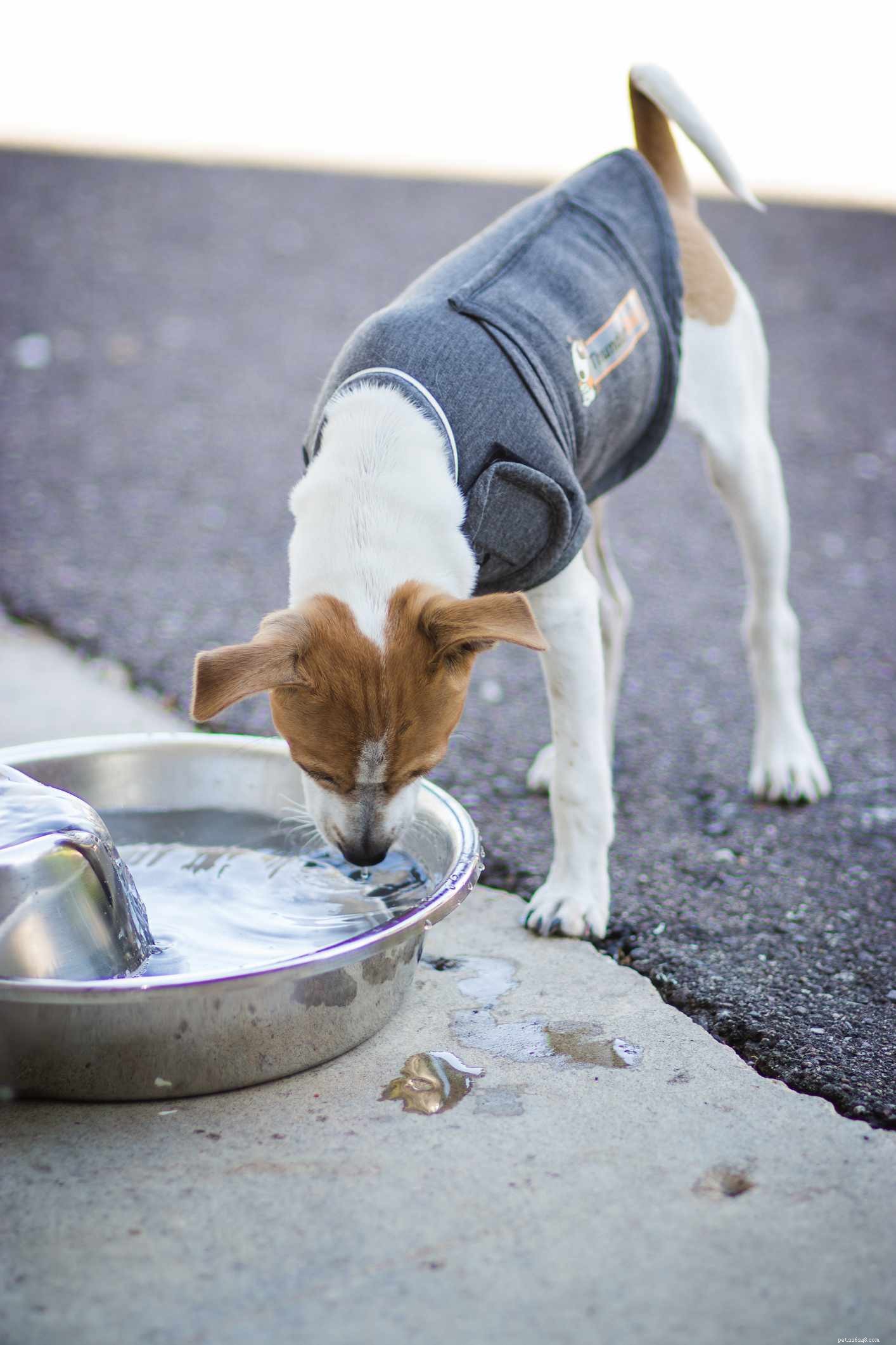 Keep Your Dog Healthy and Safe in City Dog Parks