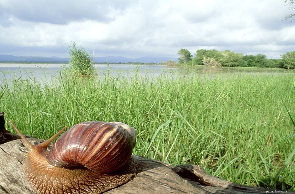 Giant African Land Snail as a Pet: Legal Issues, Care, and Risks