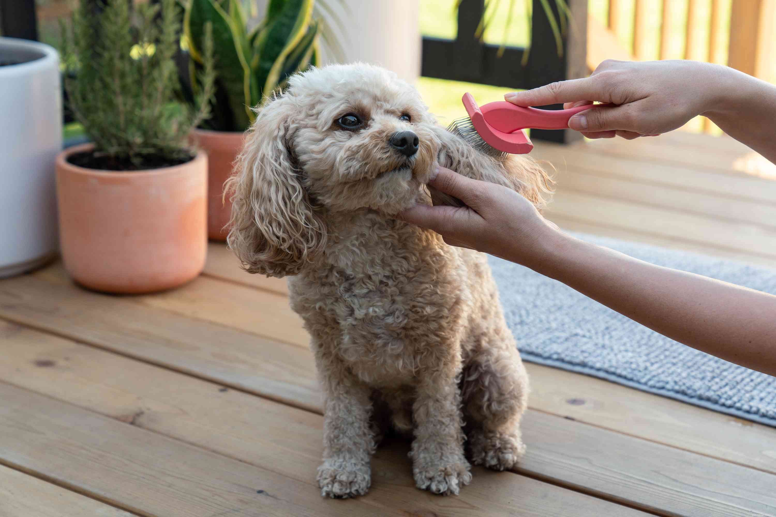 Expert Guide: Properly Bathe Your Dog for a Clean, Healthy Coat
