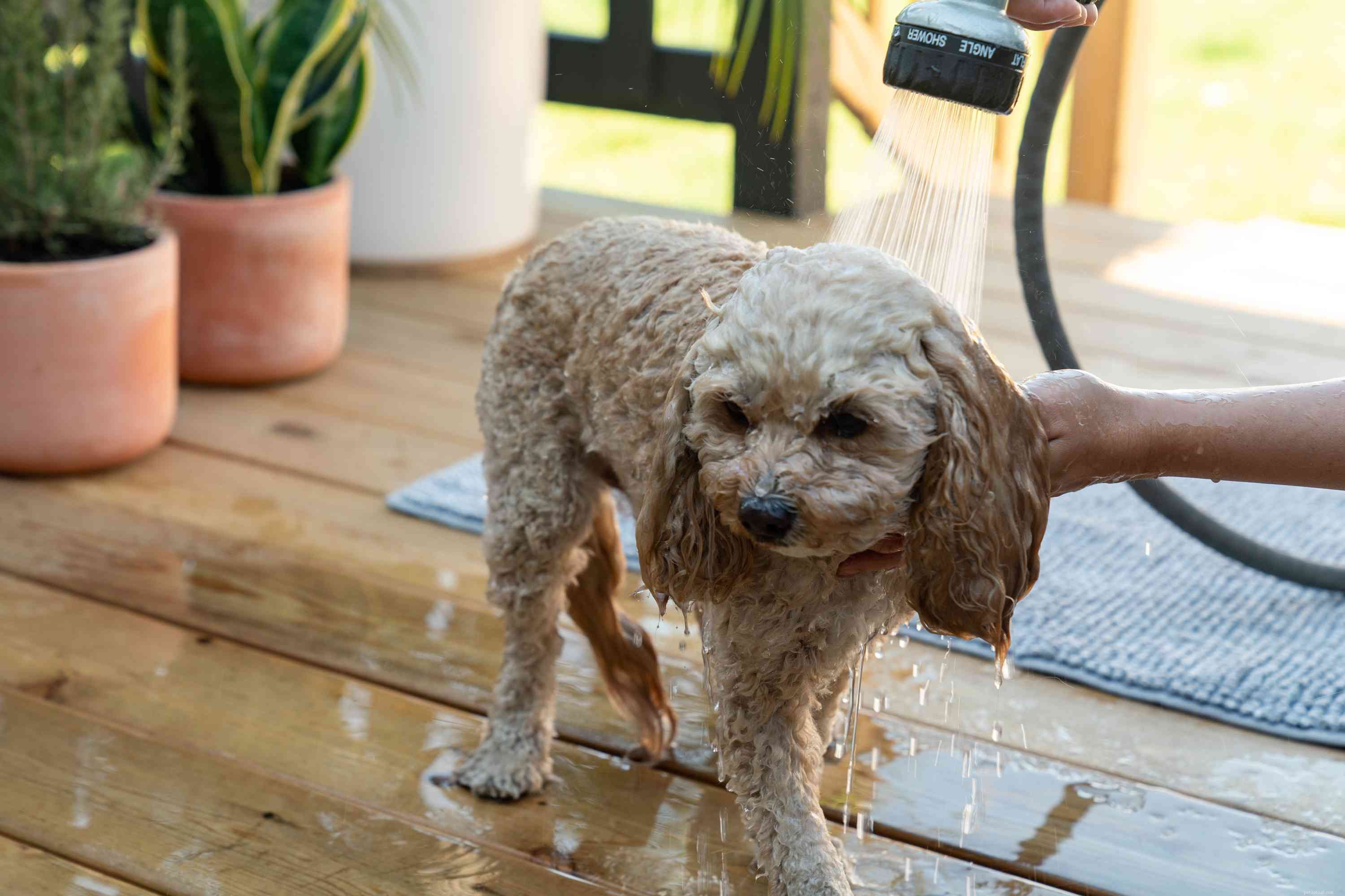 Expert Guide: Properly Bathe Your Dog for a Clean, Healthy Coat