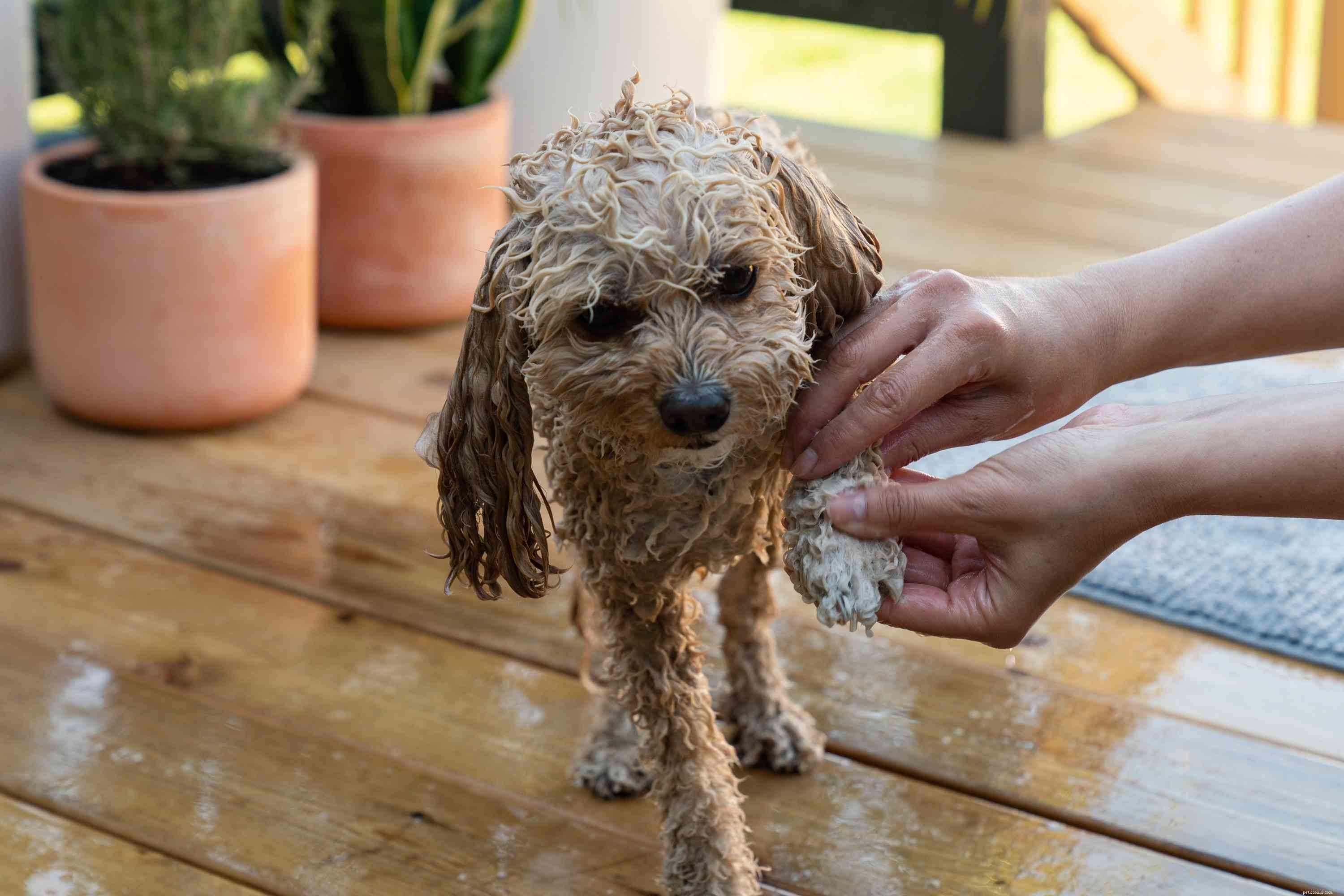 Expert Guide: Properly Bathe Your Dog for a Clean, Healthy Coat