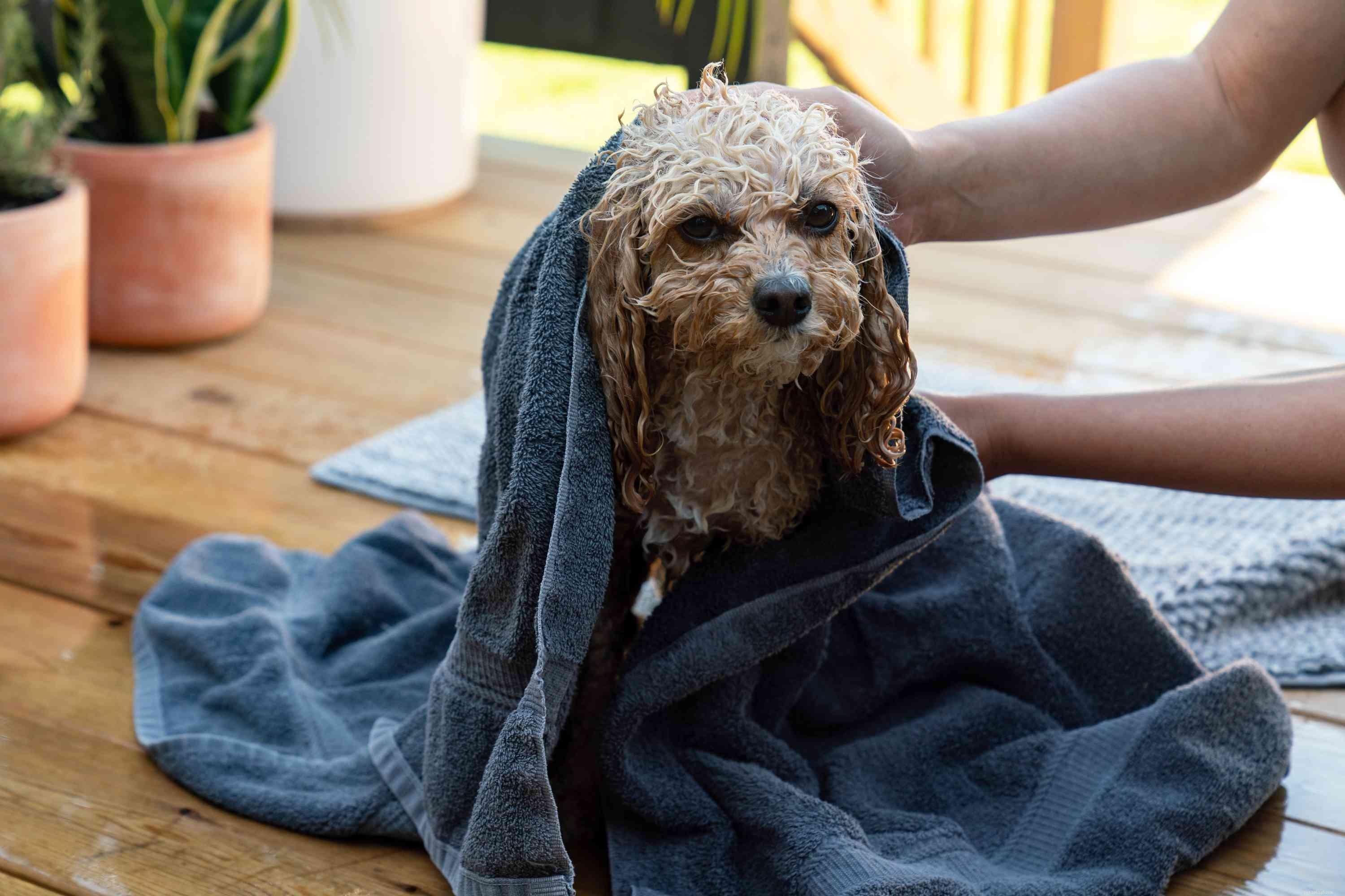 Expert Guide: Properly Bathe Your Dog for a Clean, Healthy Coat
