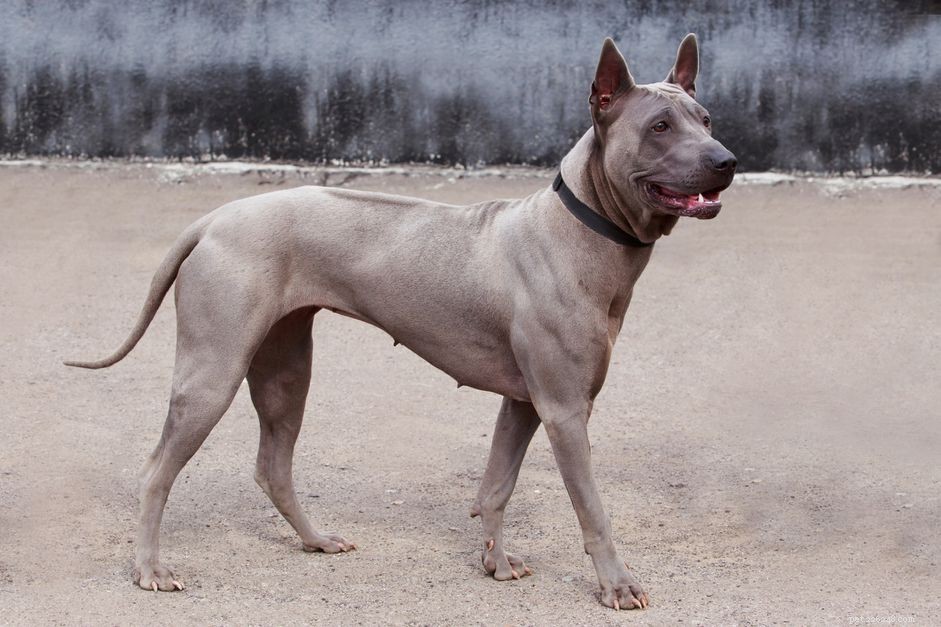 Thai Ridgeback: Comprehensive Guide to Traits, Training & Care