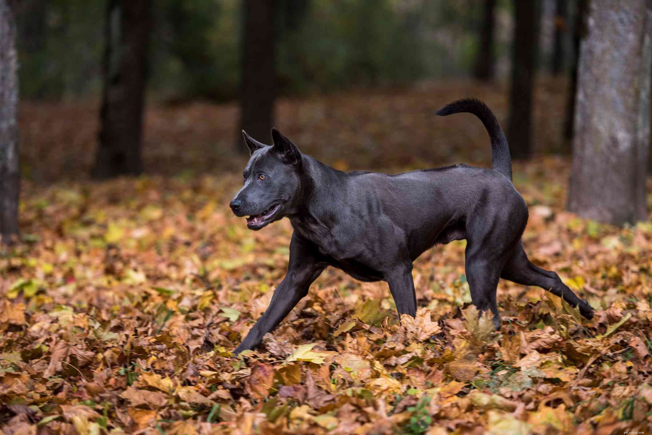 Thai Ridgeback: Comprehensive Guide to Traits, Training & Care