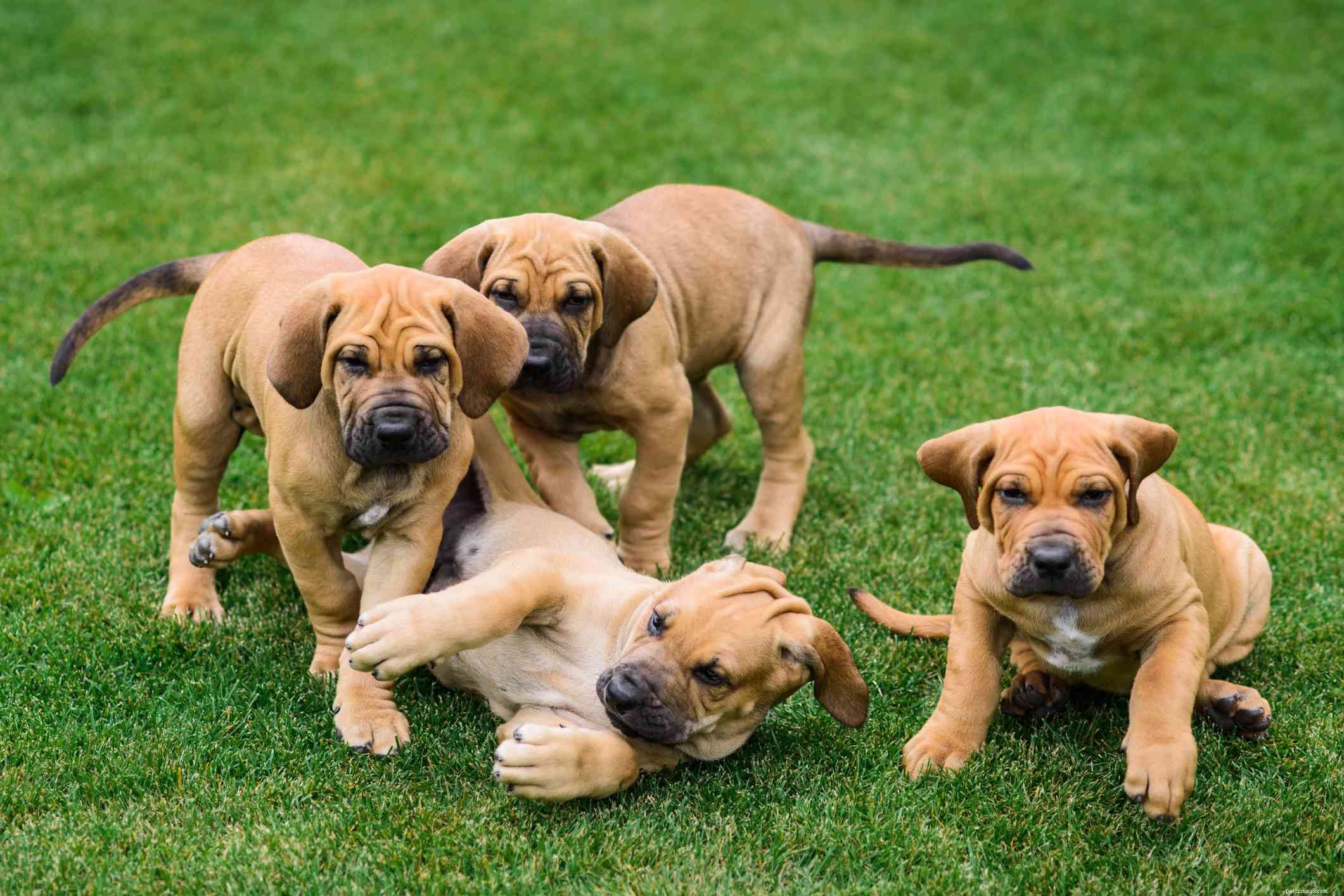 Fila Brasileiro (Brazilian Mastiff) – In‑Depth Breed Guide & Care Tips