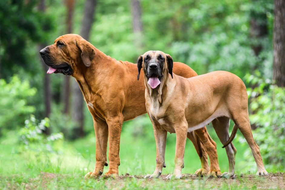 Fila Brasileiro (Brazilian Mastiff) – In‑Depth Breed Guide & Care Tips
