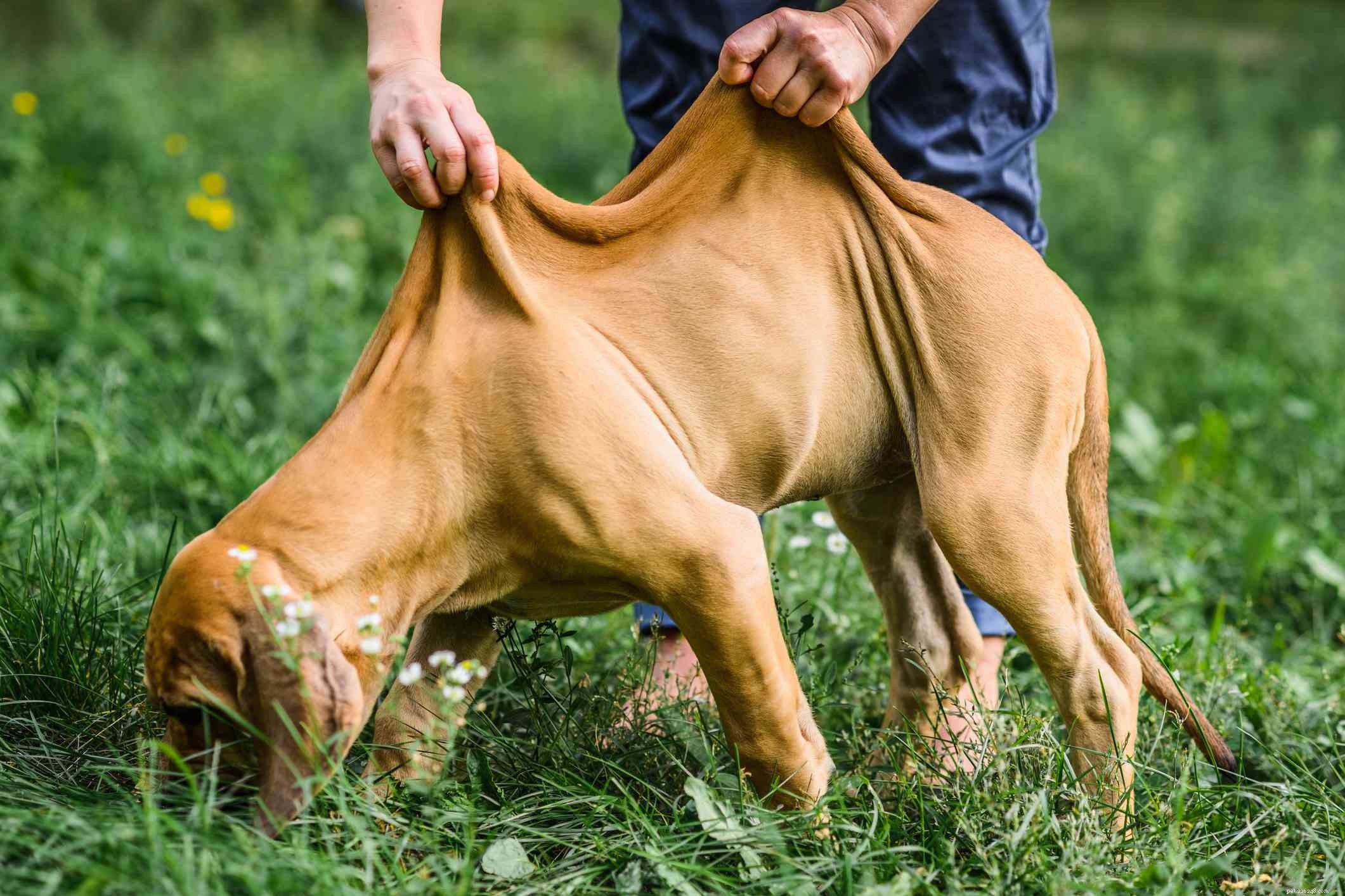 Fila Brasileiro (Brazilian Mastiff) – In‑Depth Breed Guide & Care Tips