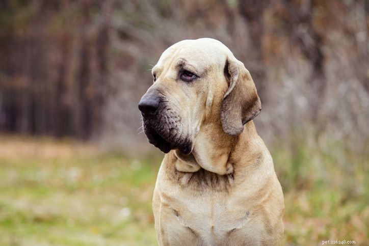 Fila Brasileiro (Brazilian Mastiff) – In‑Depth Breed Guide & Care Tips