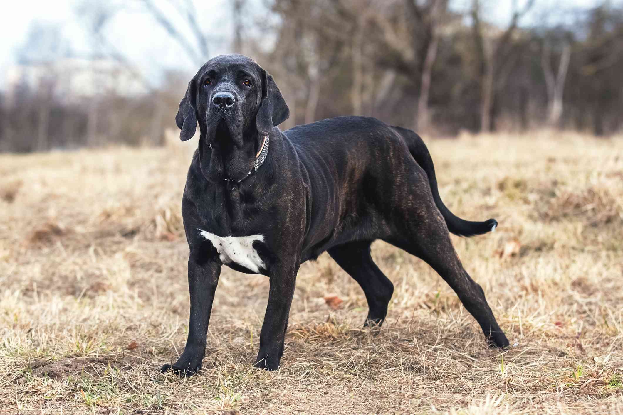 Fila Brasileiro (Brazilian Mastiff) – In‑Depth Breed Guide & Care Tips
