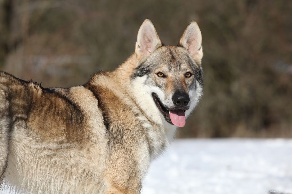 Czechoslovakian Vlcak (Czech Wolfdog): Breed Profile, Care & Adoption Guide